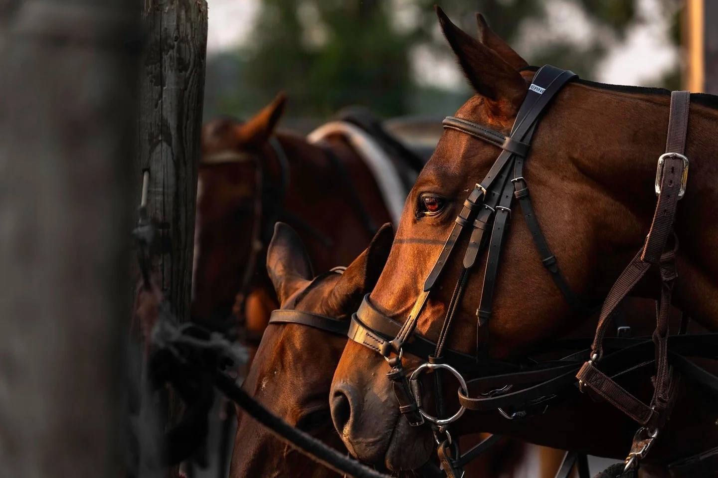 The wonderful horses of @saratogapoloschool 

Also go to the end to see Zorro!

#equestrianphotography #canonphotos