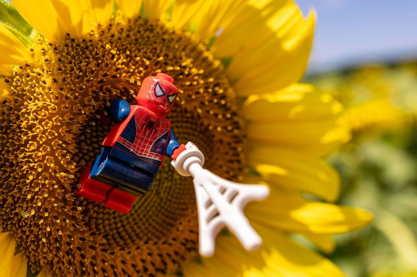 Spiderman swinging between sunflowers. #spiderman #sunflower #canonphotographer