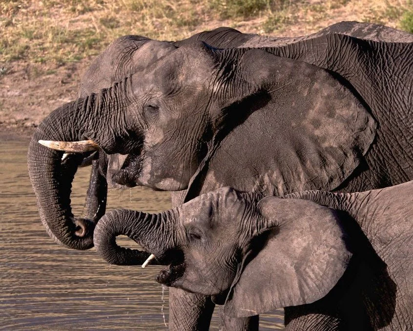   INTERNATIONAL LAW - IVORY UPDATE Fall 2017