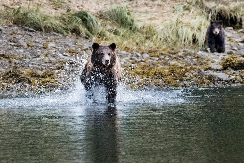 Photos Yellowstone and Alaska Christmas 2018