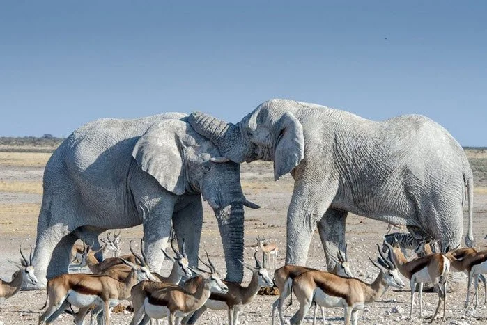 Elephants, Ivory Update, and Protection of our Living Treasures Winter 2018