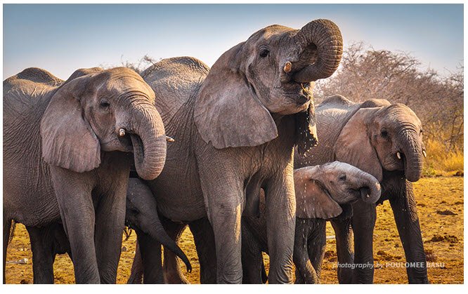 Elephants are still in danger. Fall 2018