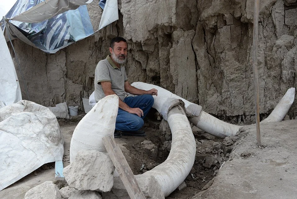  Huge trove of mammoth skeletons found in Mexico