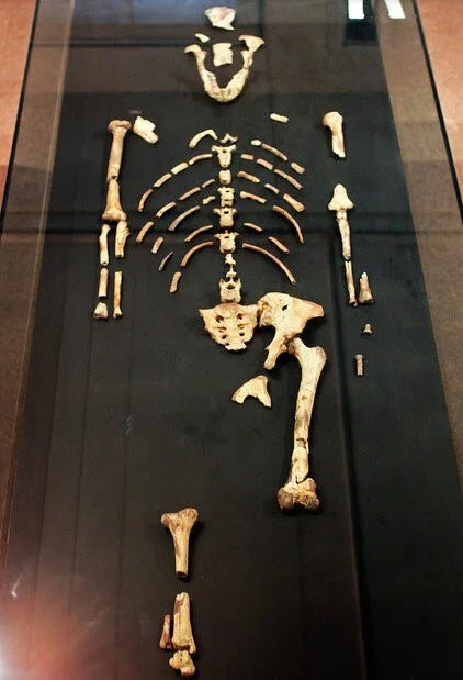 How Did 3.2 Million year Old Lucy Die - 2019