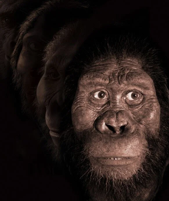 New Fossil Reveals Face of Oldest Known 'Lucy' Relative - 2019