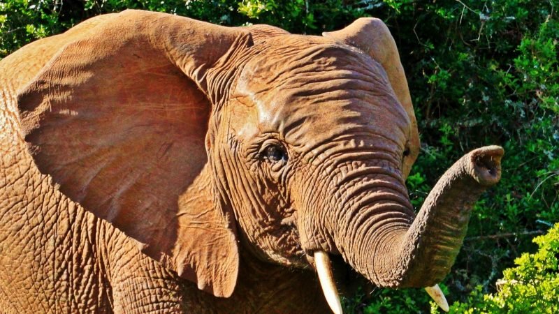 "Four Southern African Nations Petition to Lift the International Ivory Trade Ban"