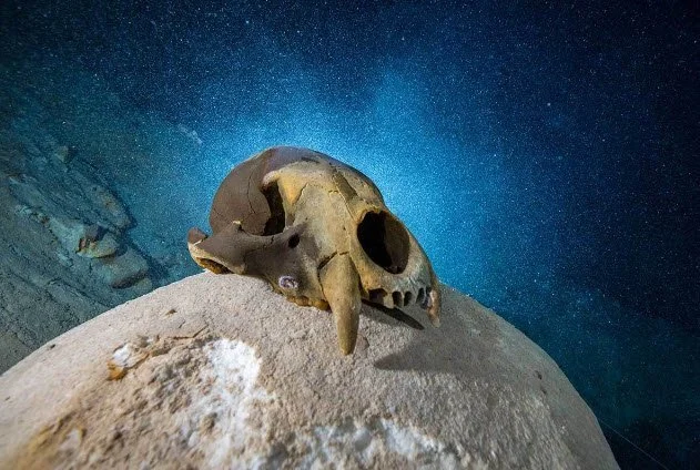 Ice Age Predators Found Alongside Oldest Human in Americas - Fall 2022