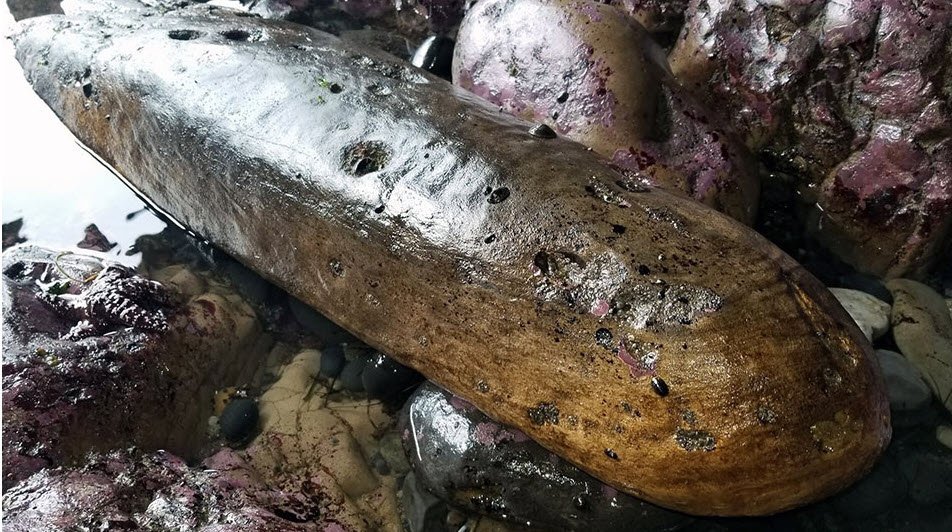 Timbers From 17th century Shipwreck Recovered Off Oregon Coast - Summer 2022