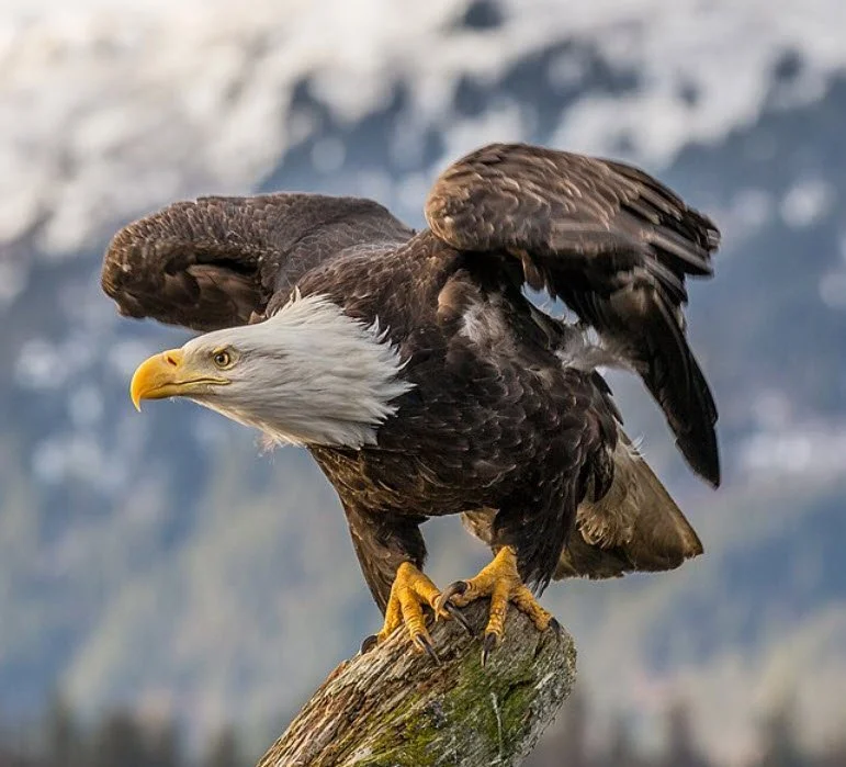 Eagle Feathers Revisited - Spring 2023