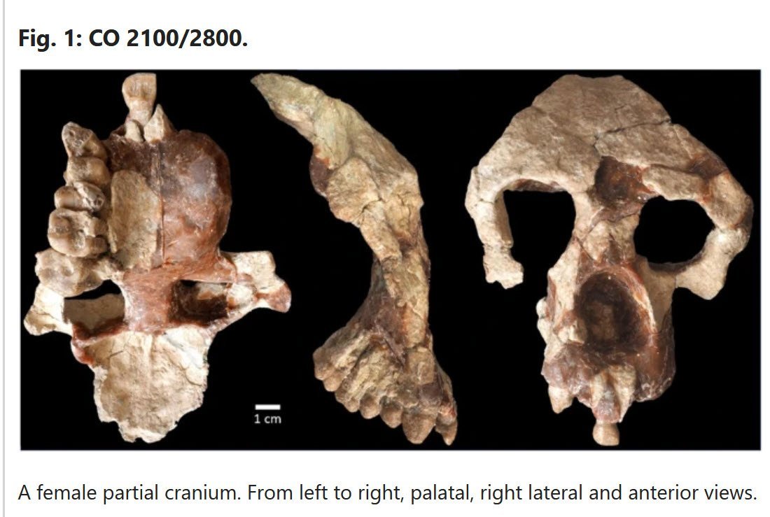 Human Origins Challenged Again - Summer 2023