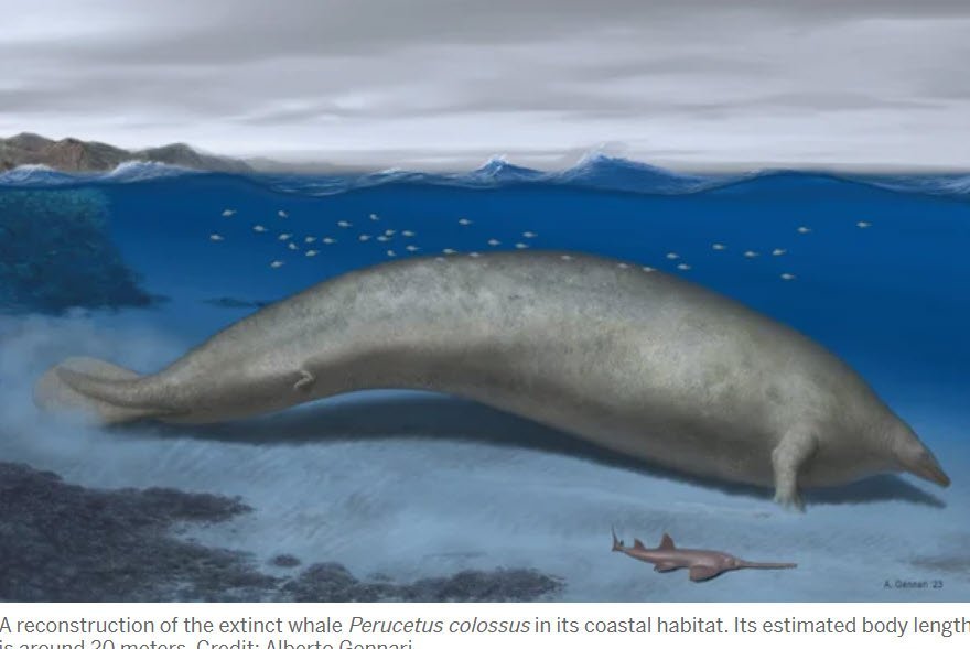 Largest Animal known to Date Found in Peru - Summer 2023