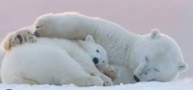 Science of Determining the Age of Mammals - Summer 2023