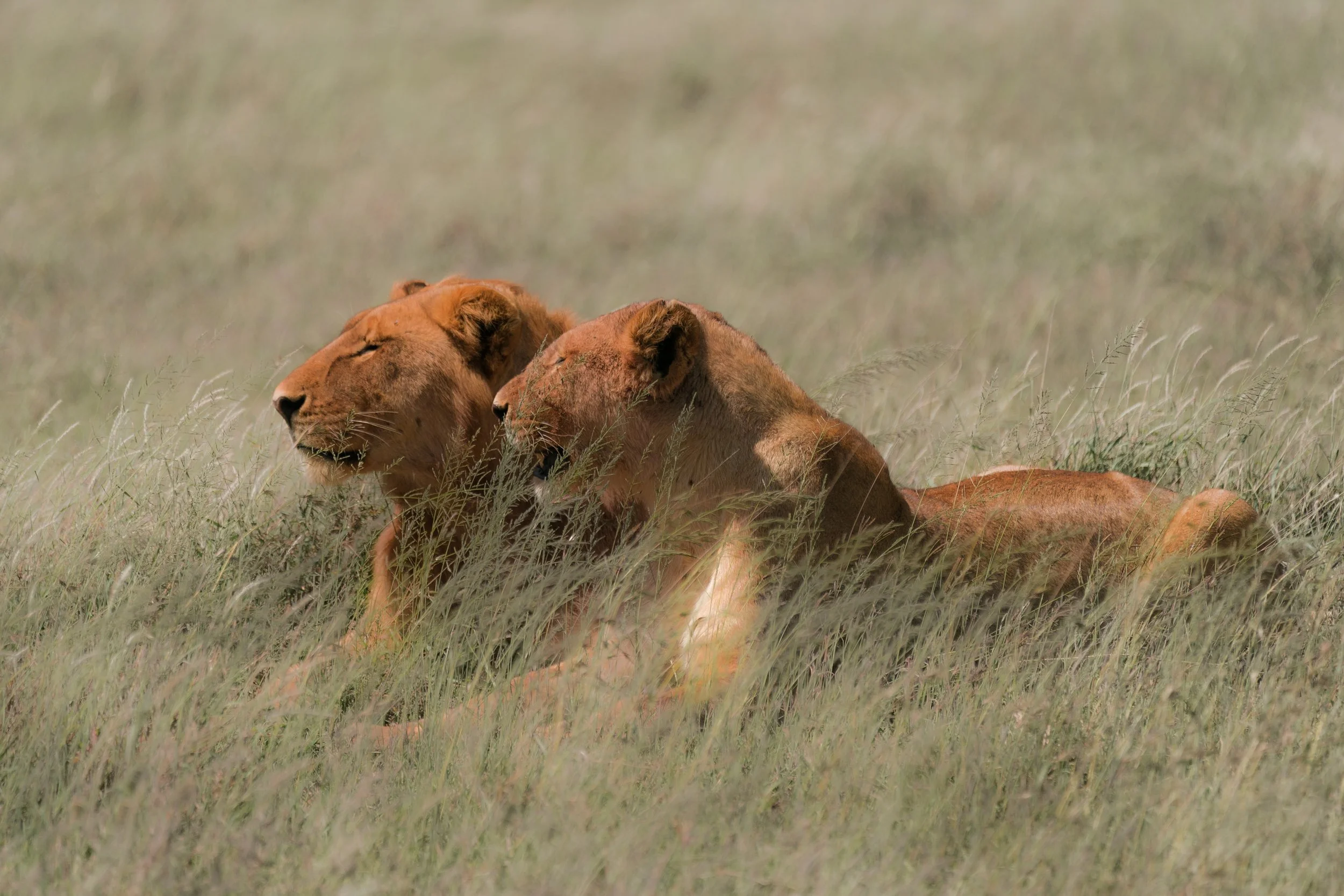 2 Lions Serengeti.jpg