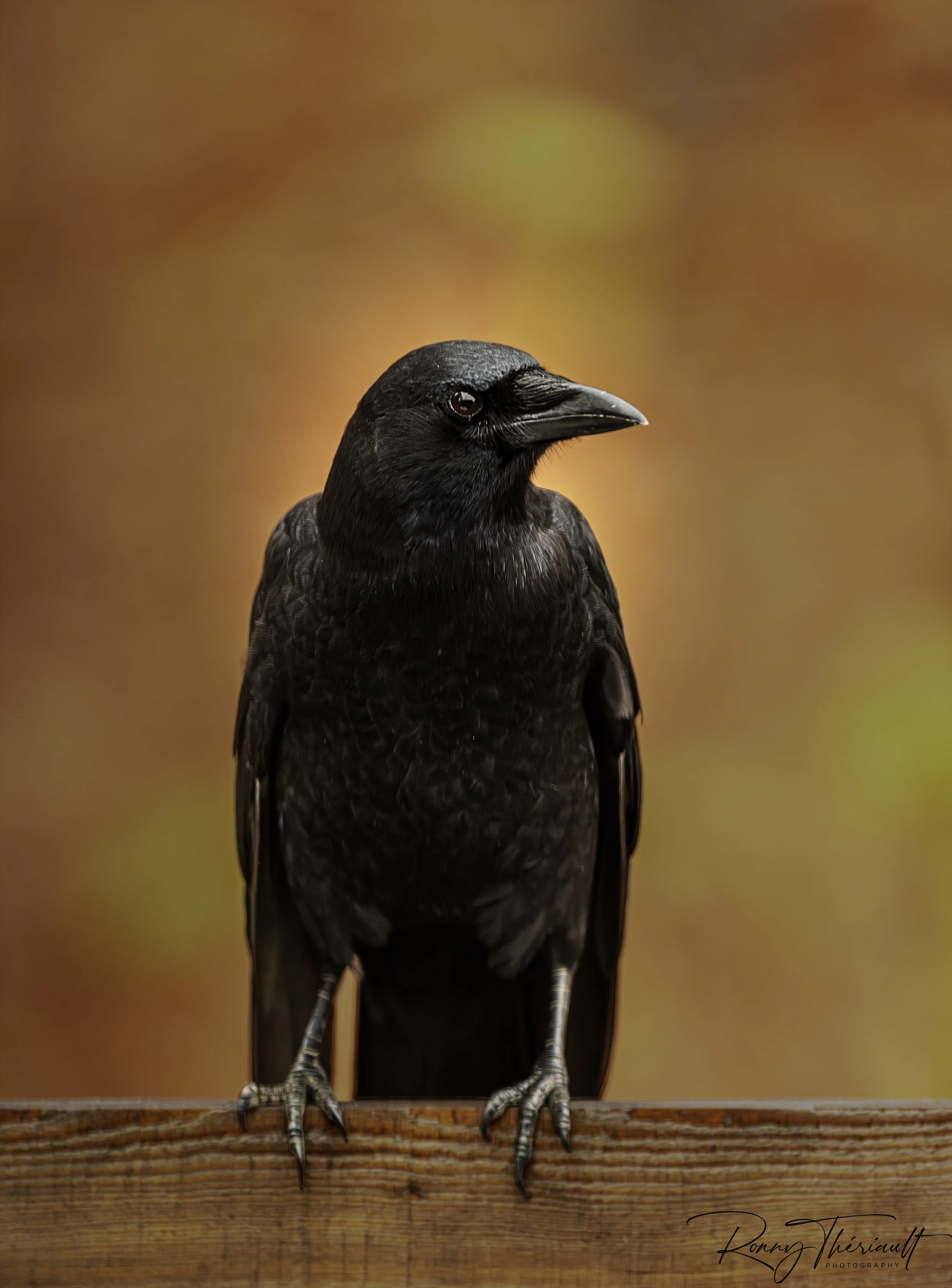 Corneille d'amérique en automne