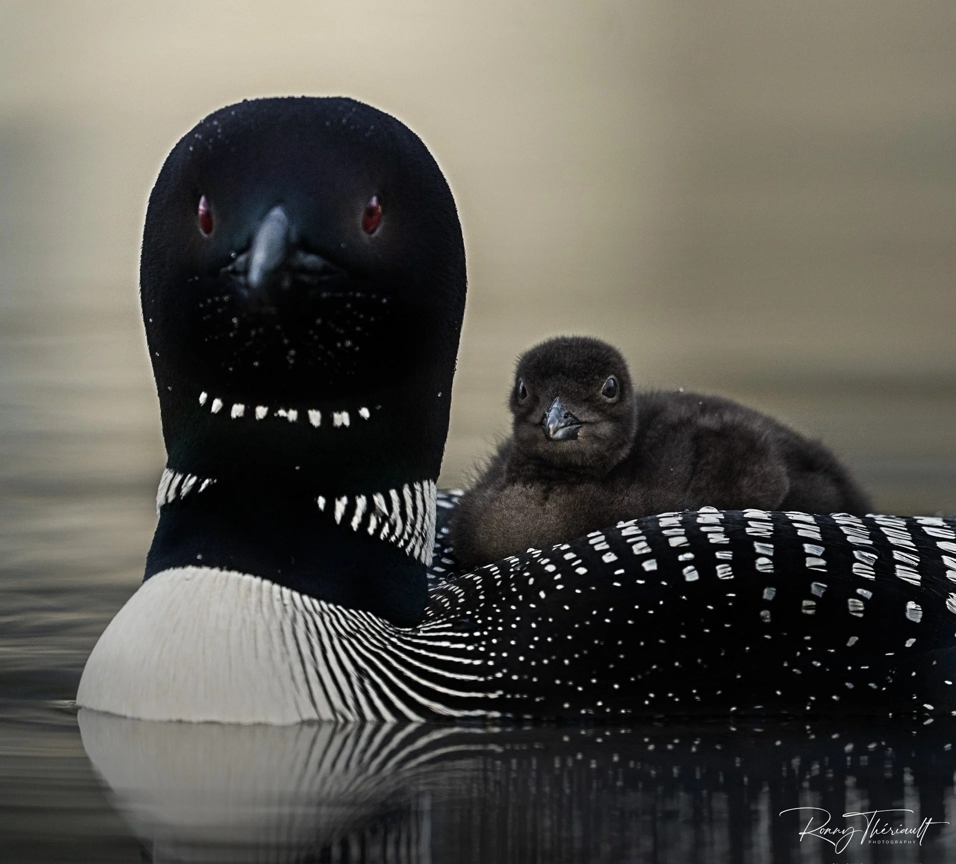 Huard maman et bébé.jpg