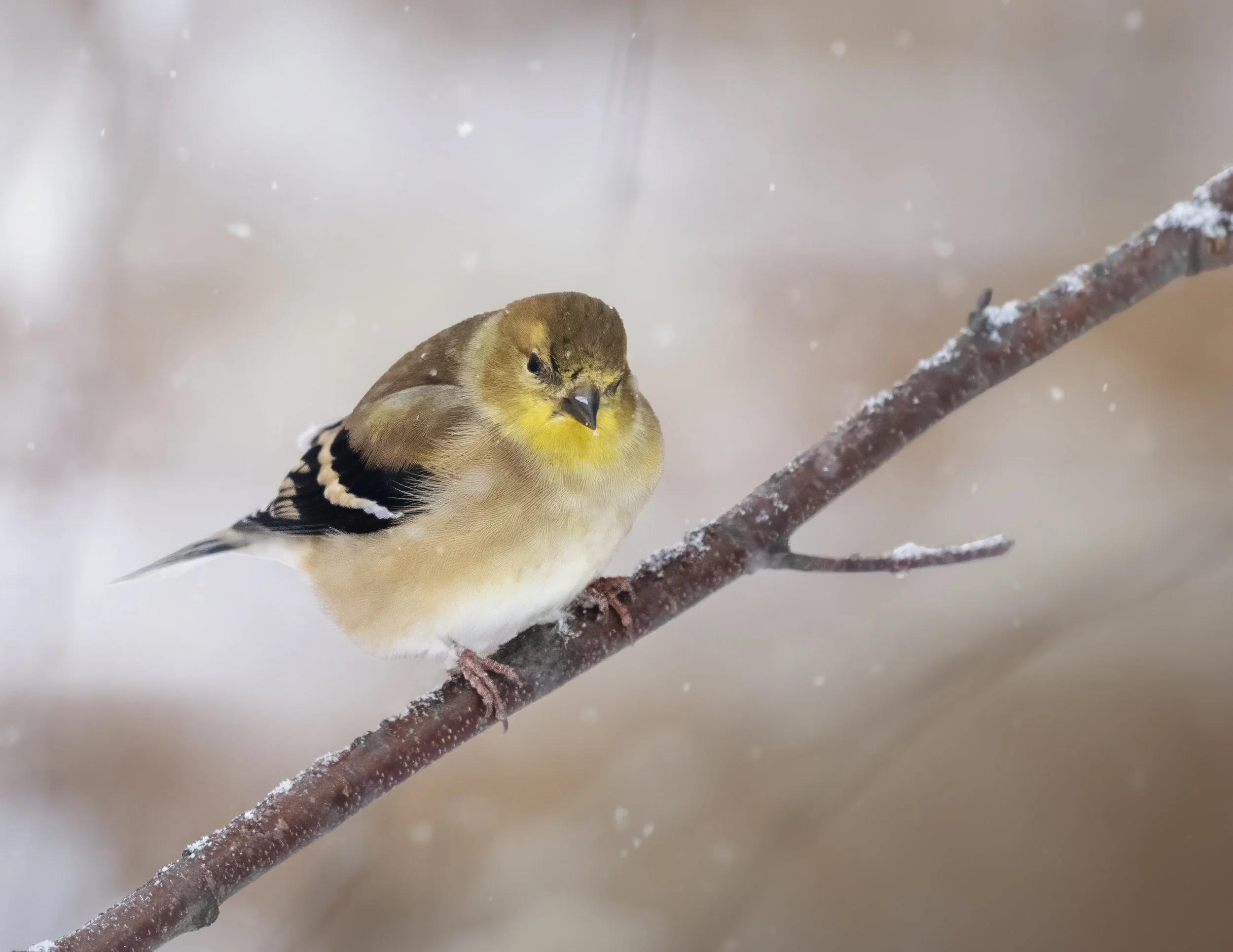 Chardonneret2 copie.jpg