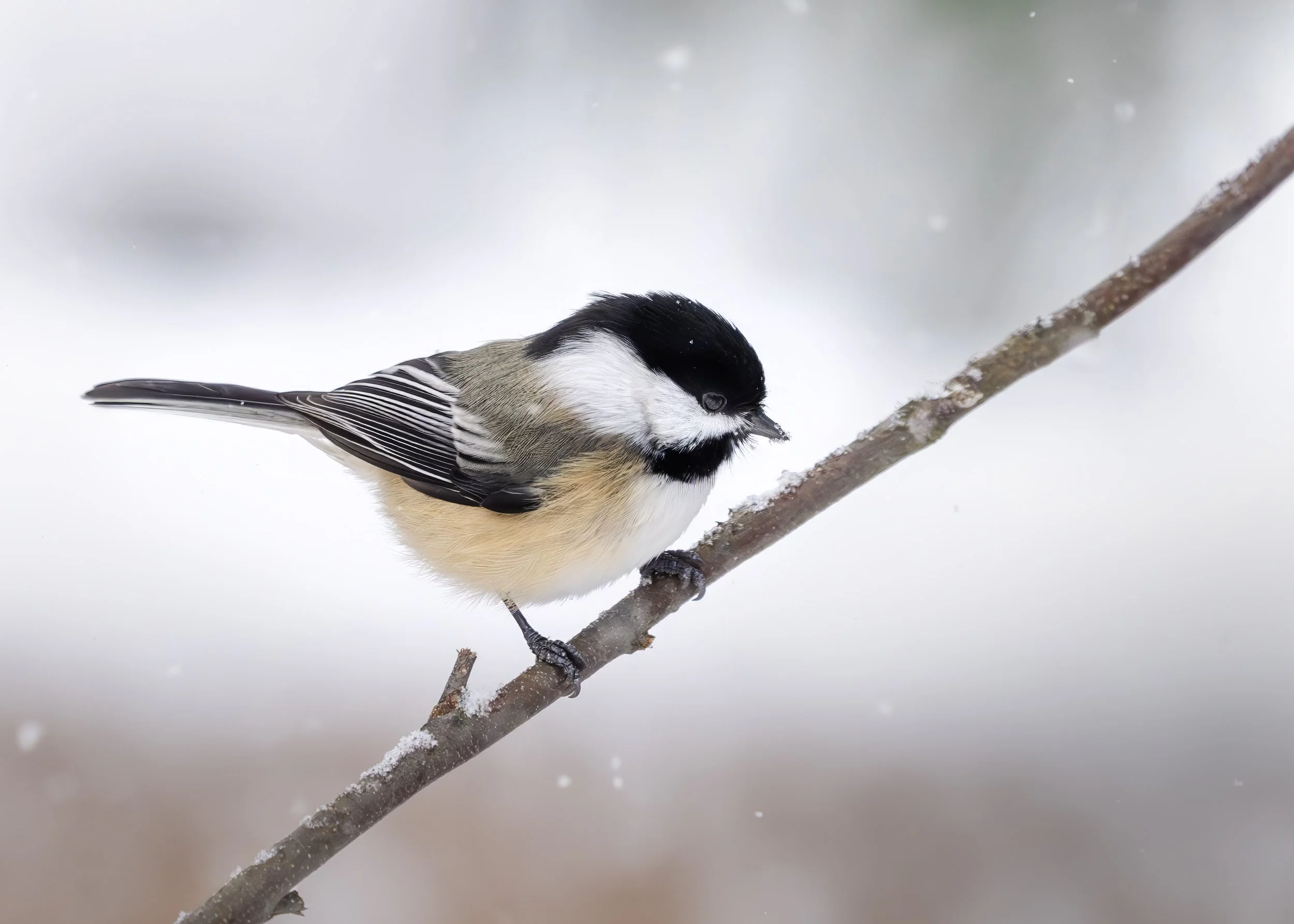 Mésange a tete noire4 copie.jpg