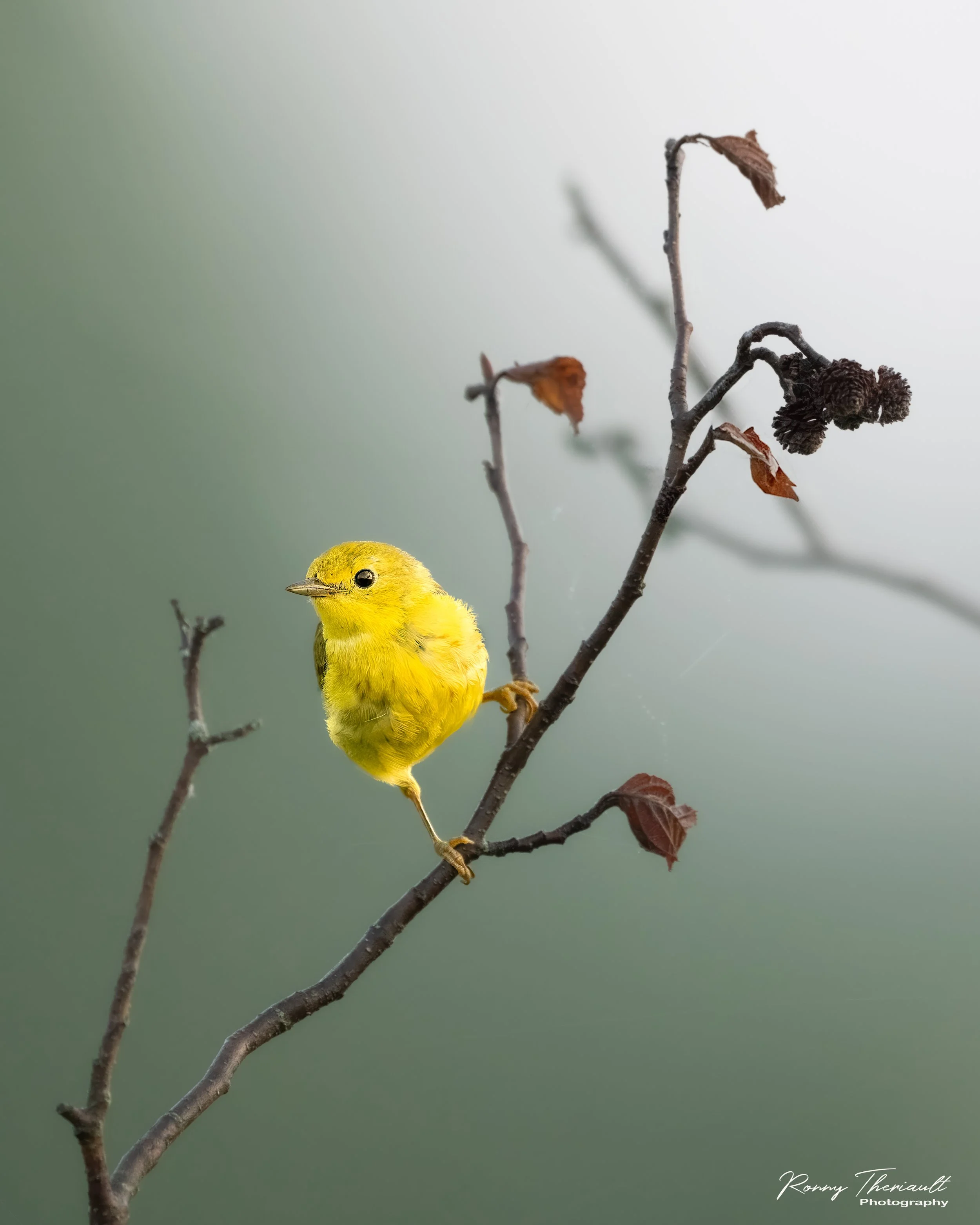 Paruline jaune Marais Katevale.jpg