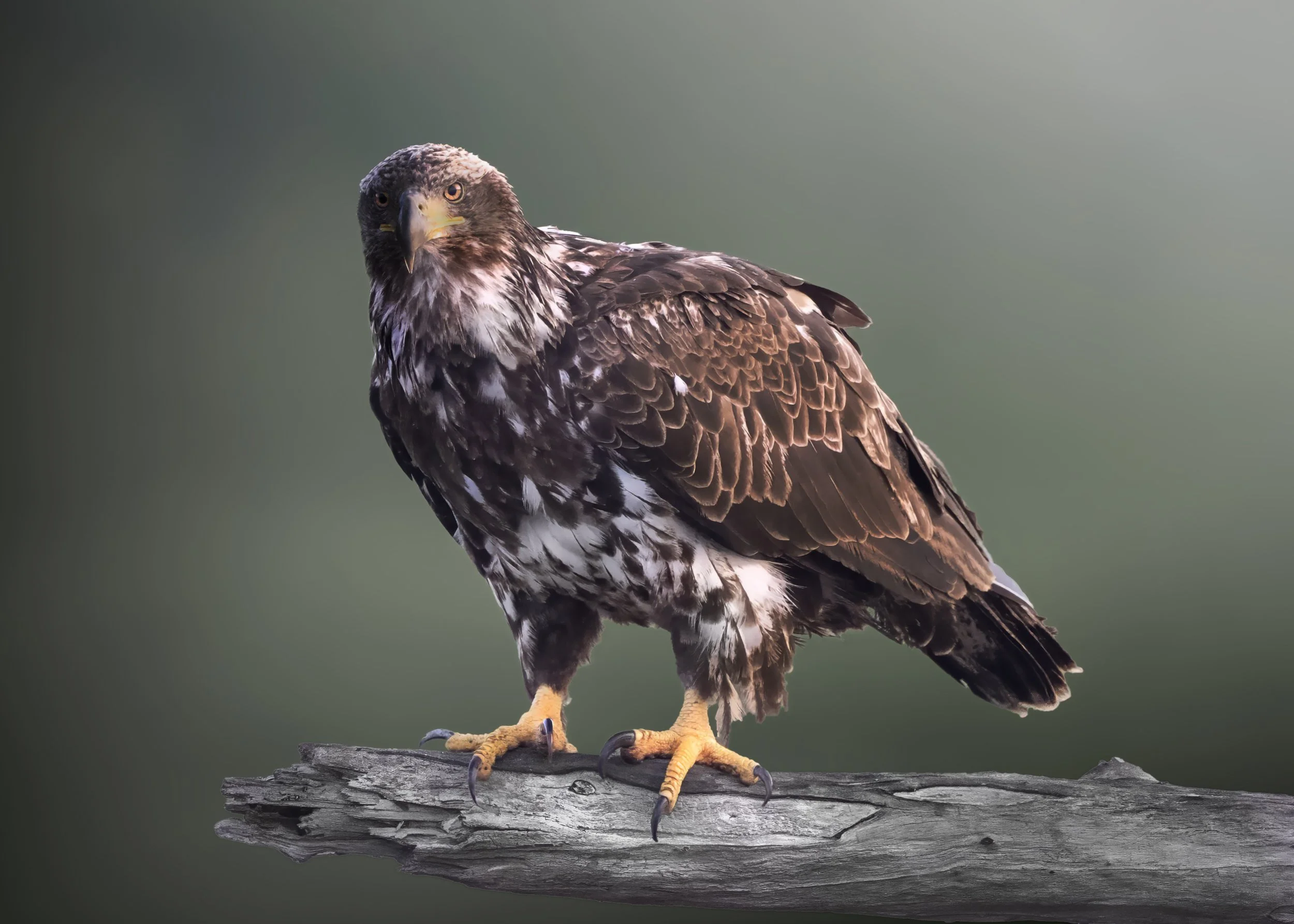 Pyguargue juvénile copie.jpg