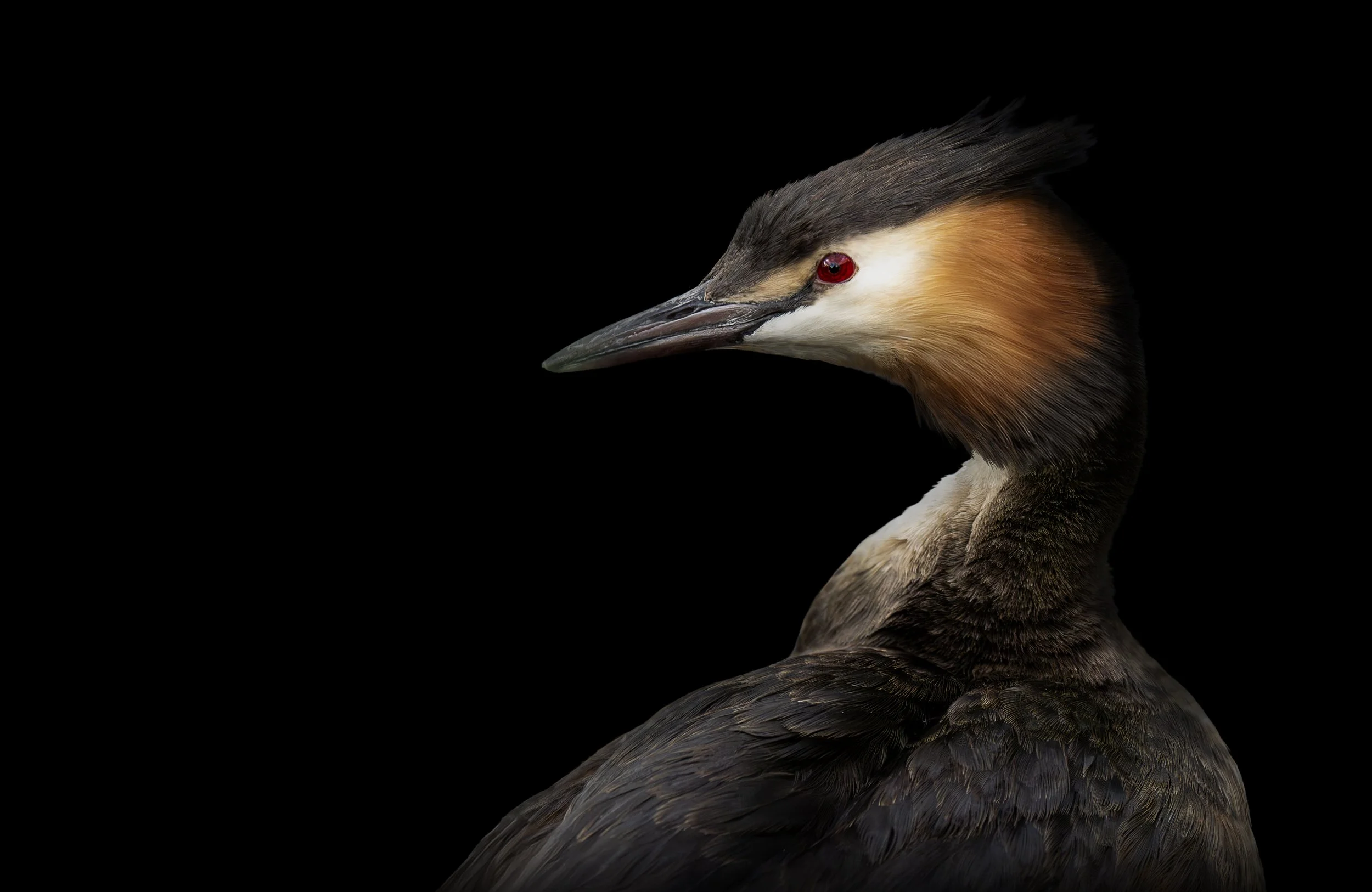 Grèbe huppé Gand copie.jpg