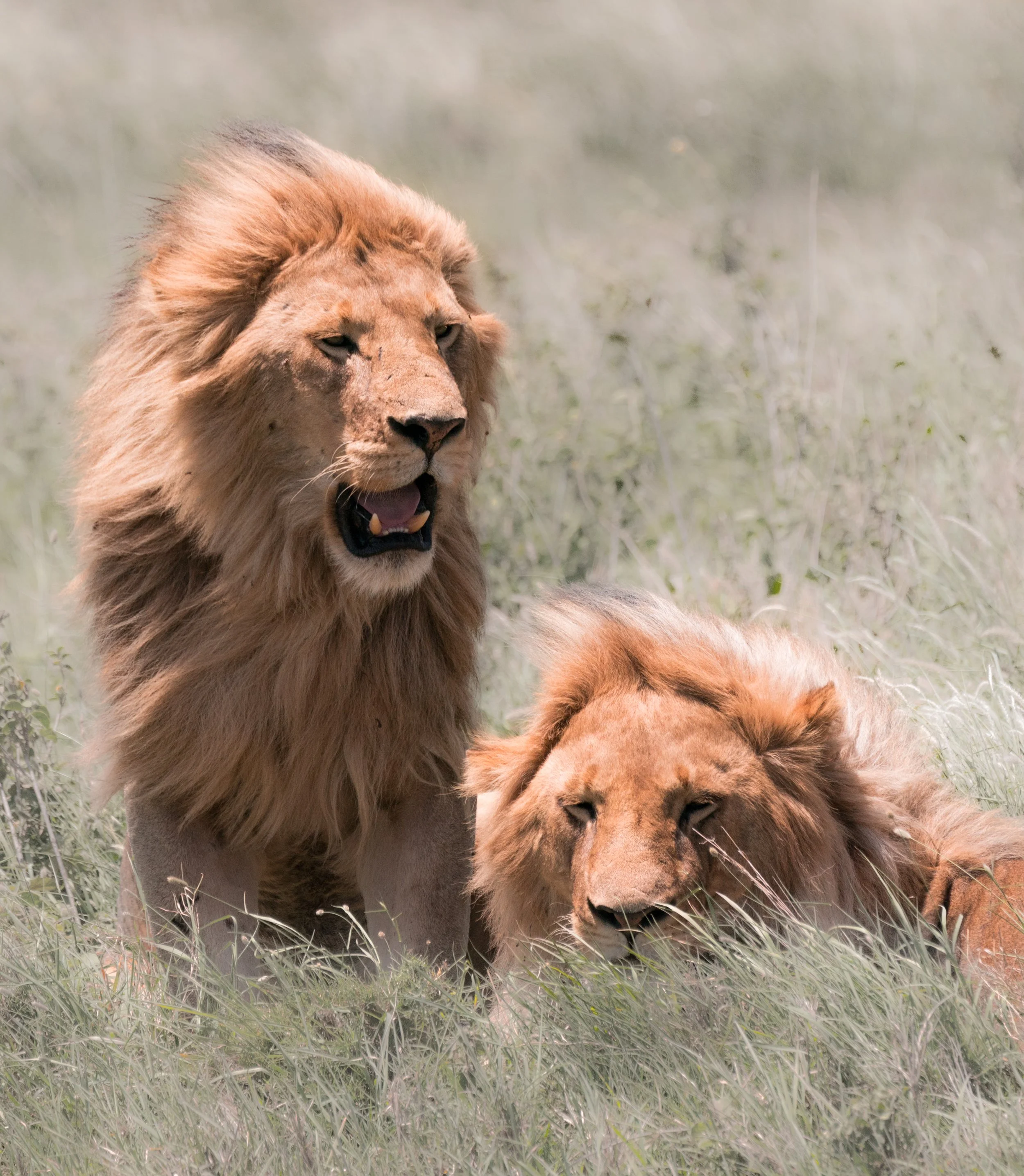 2 lions2.jpg