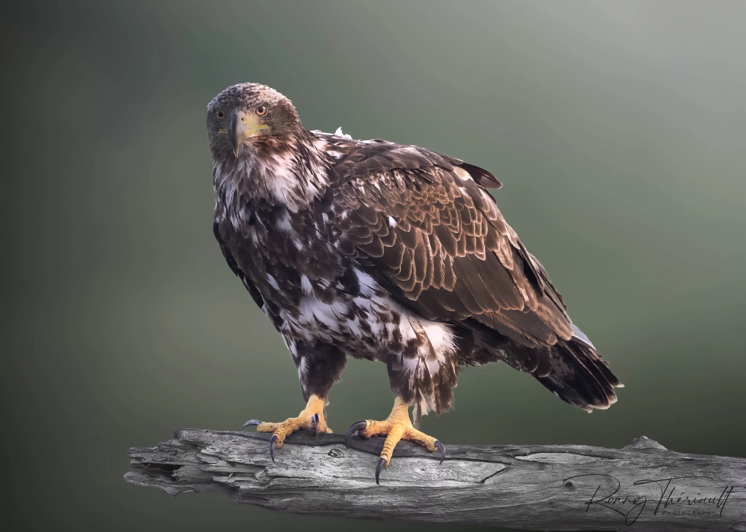 Paysages et faune du Québec