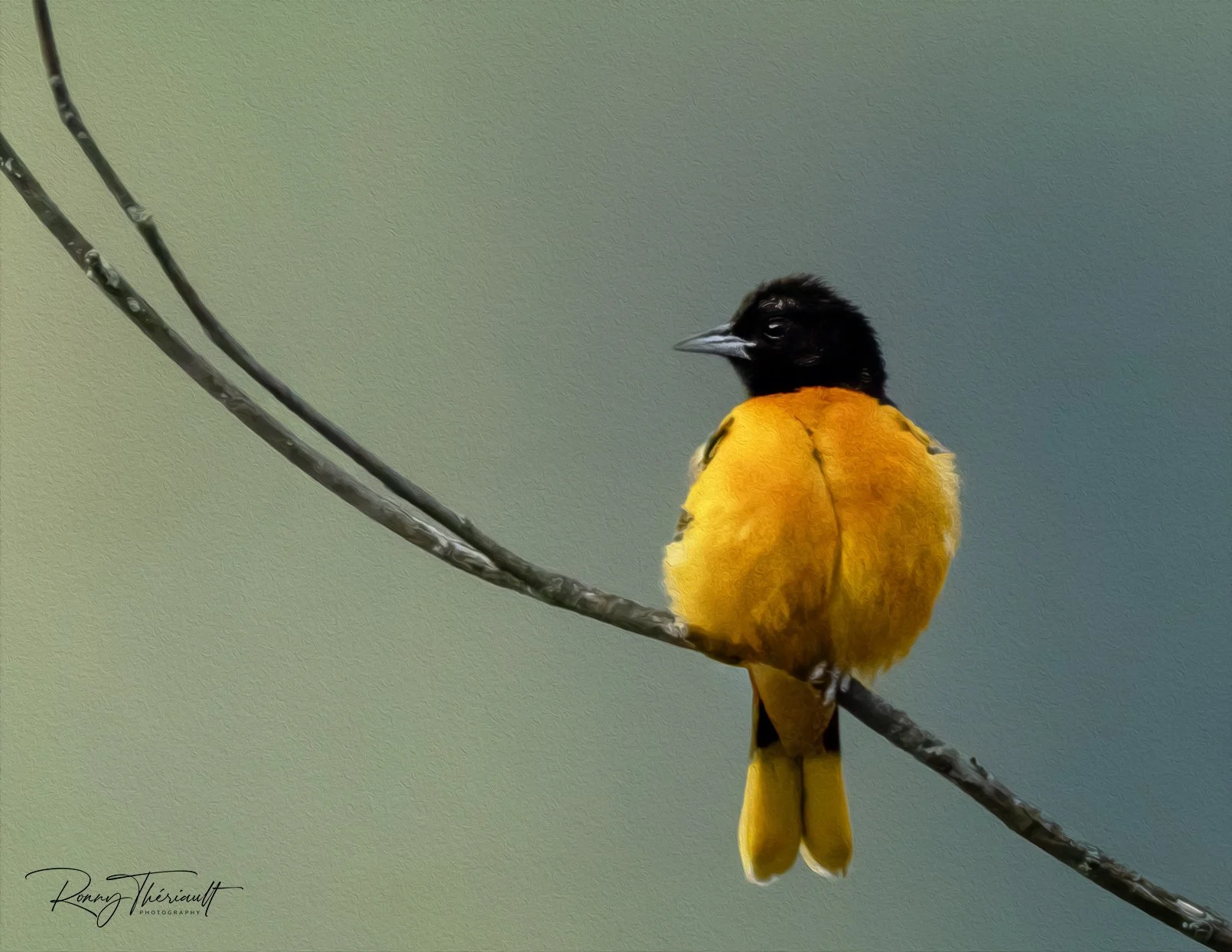 Oriole de Baltimore.jpg