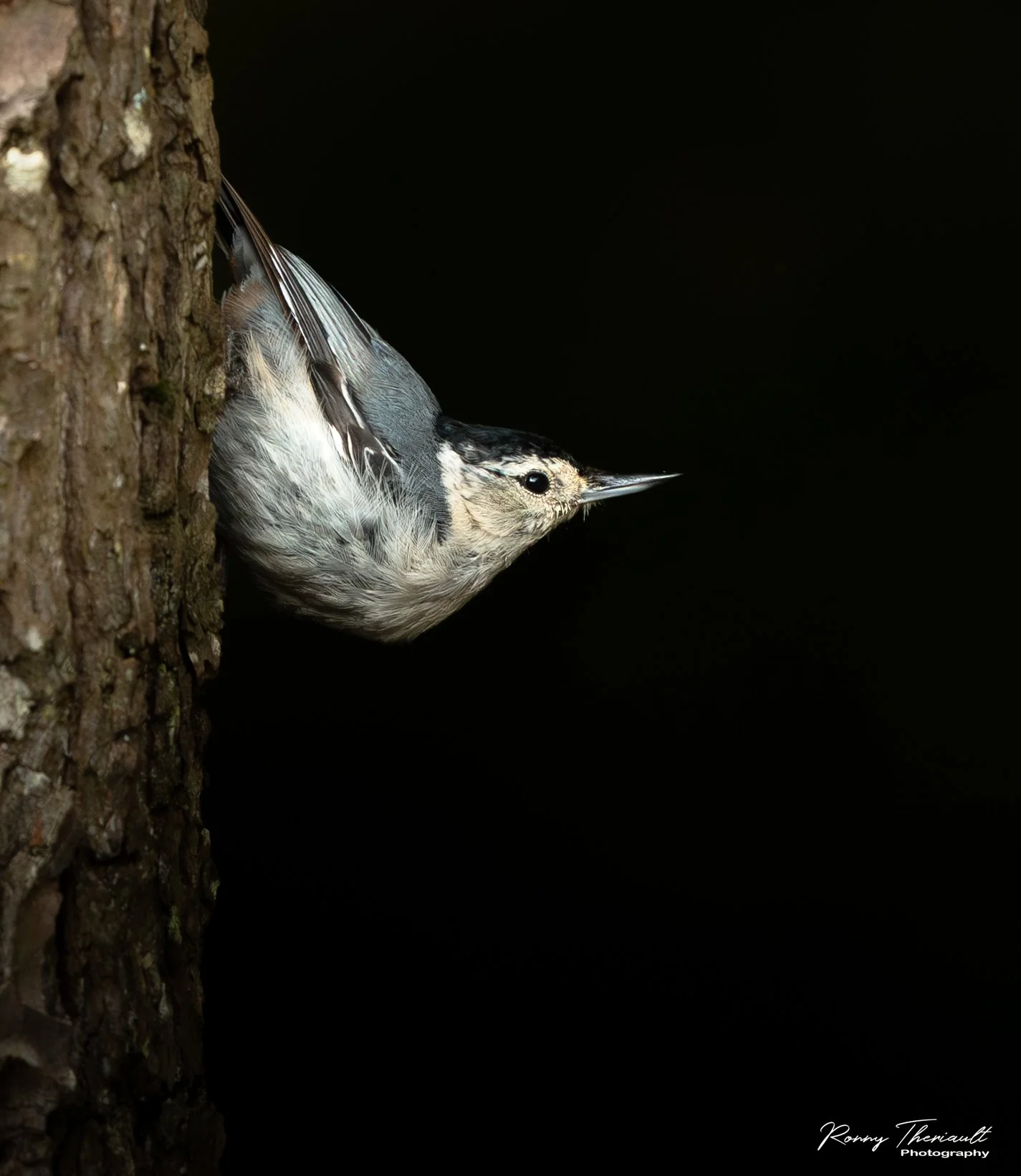 Sittelle à poitrine blanche2.jpg