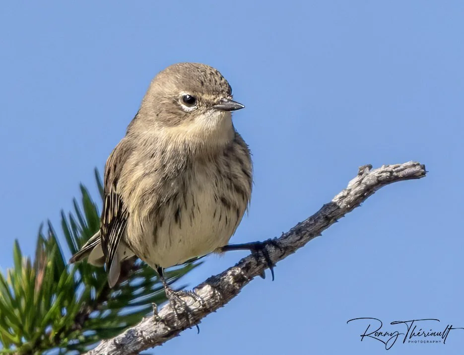 Paruline a croupion jaune2.jpg