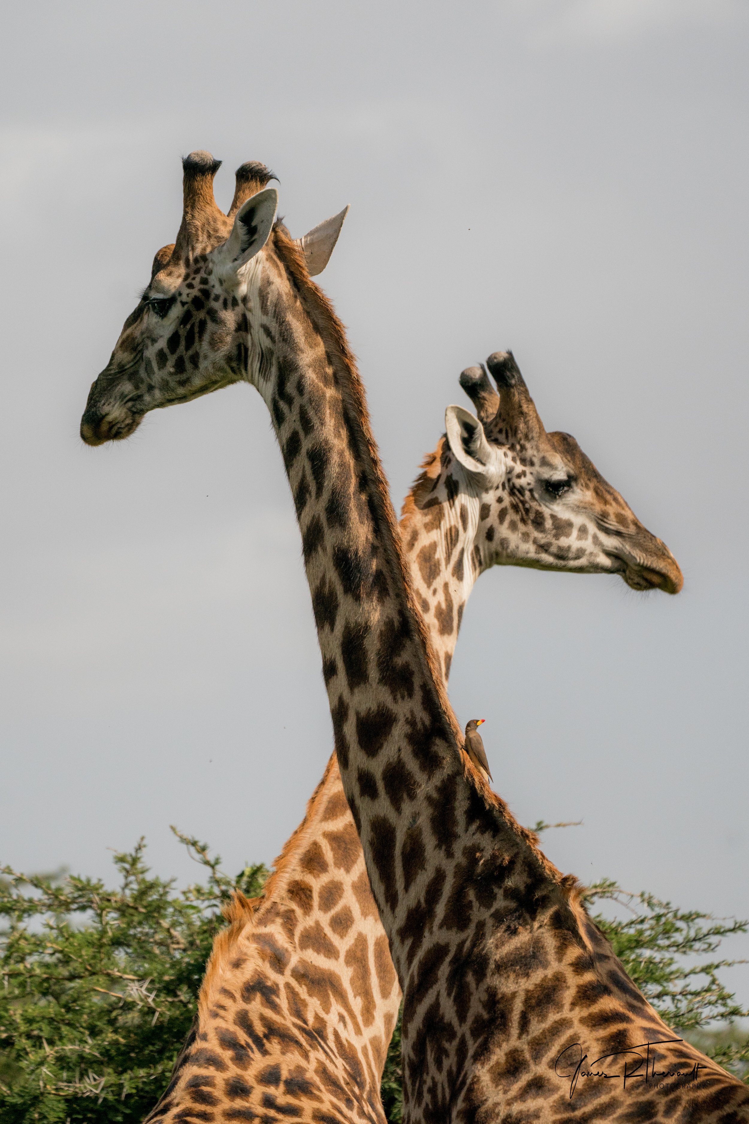 2 giraffes.jpg