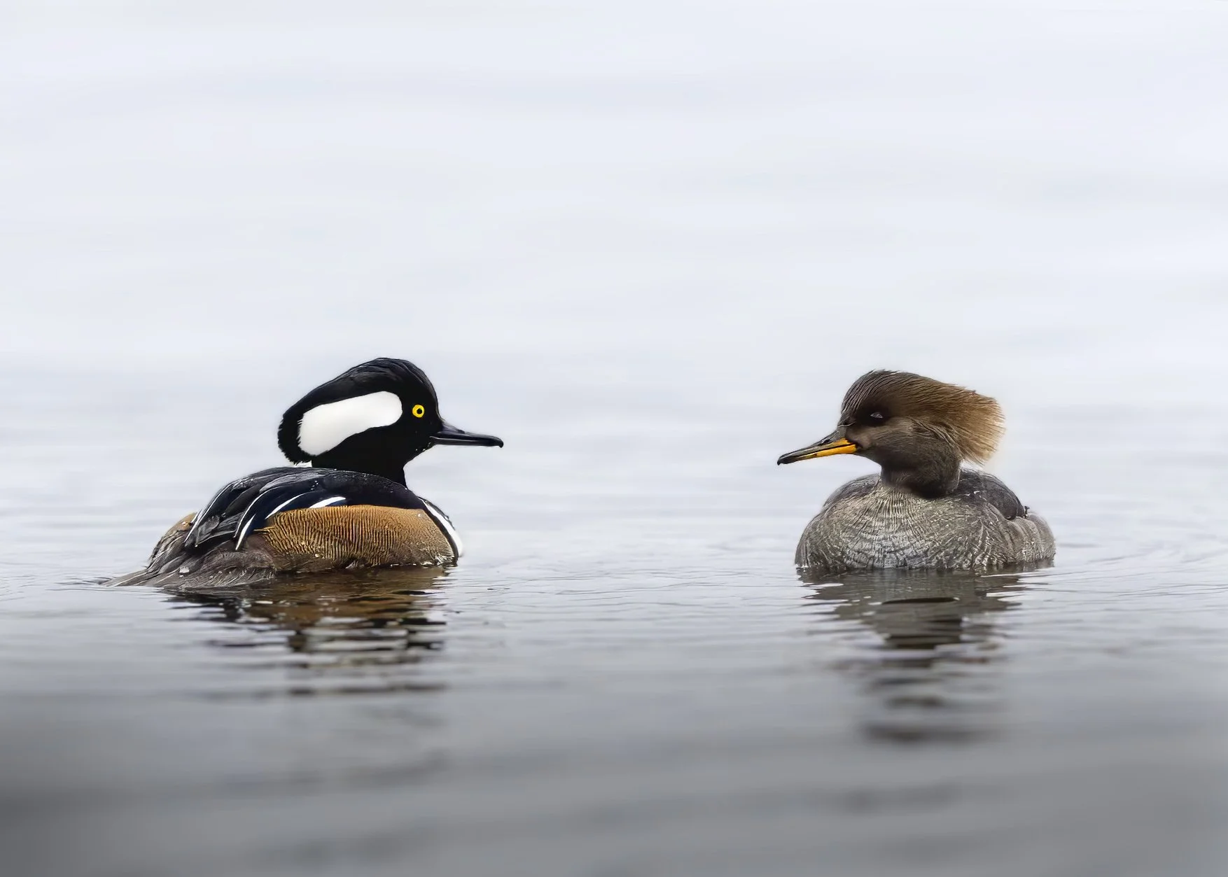 Couple de harle couronnés copie.jpg