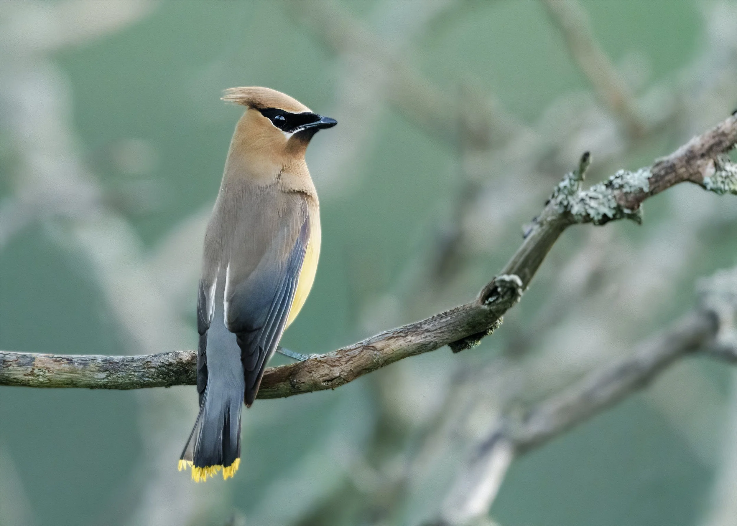 Jaseur d'amérique.jpg