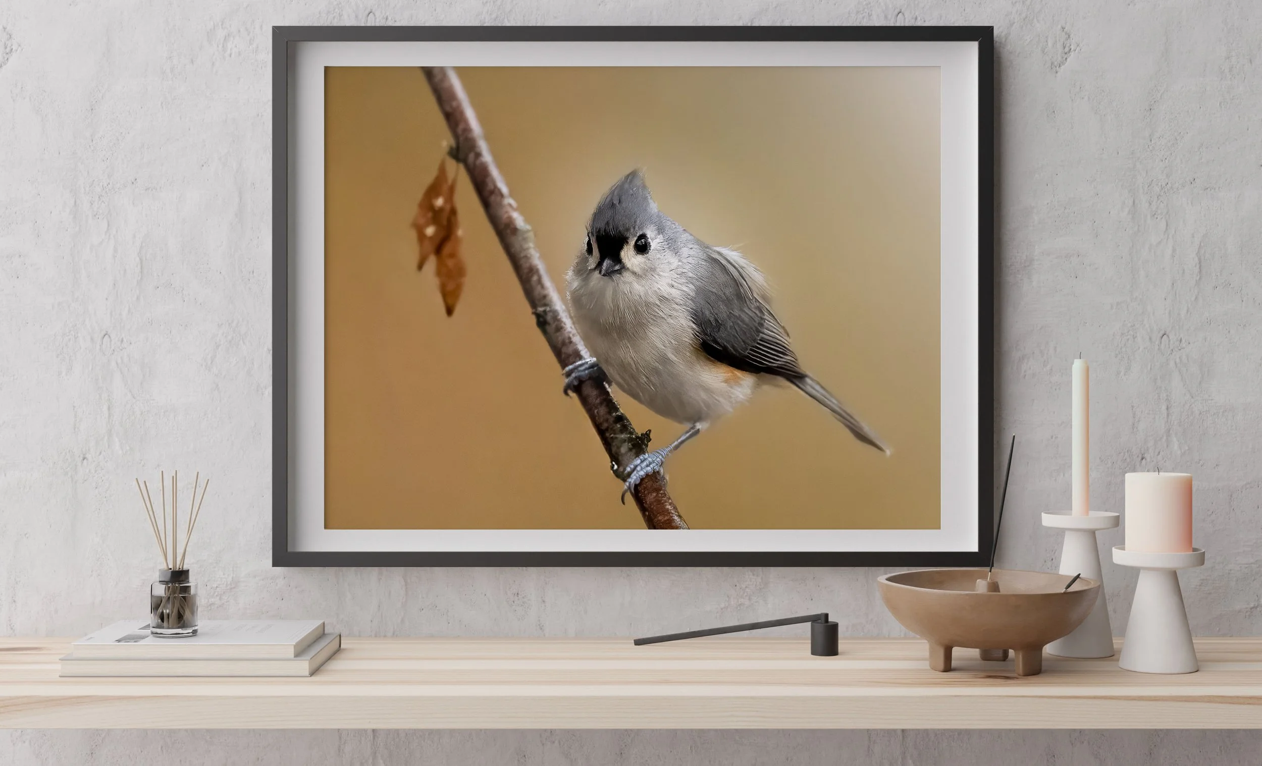 Mésange bicolore en tirage 24x16