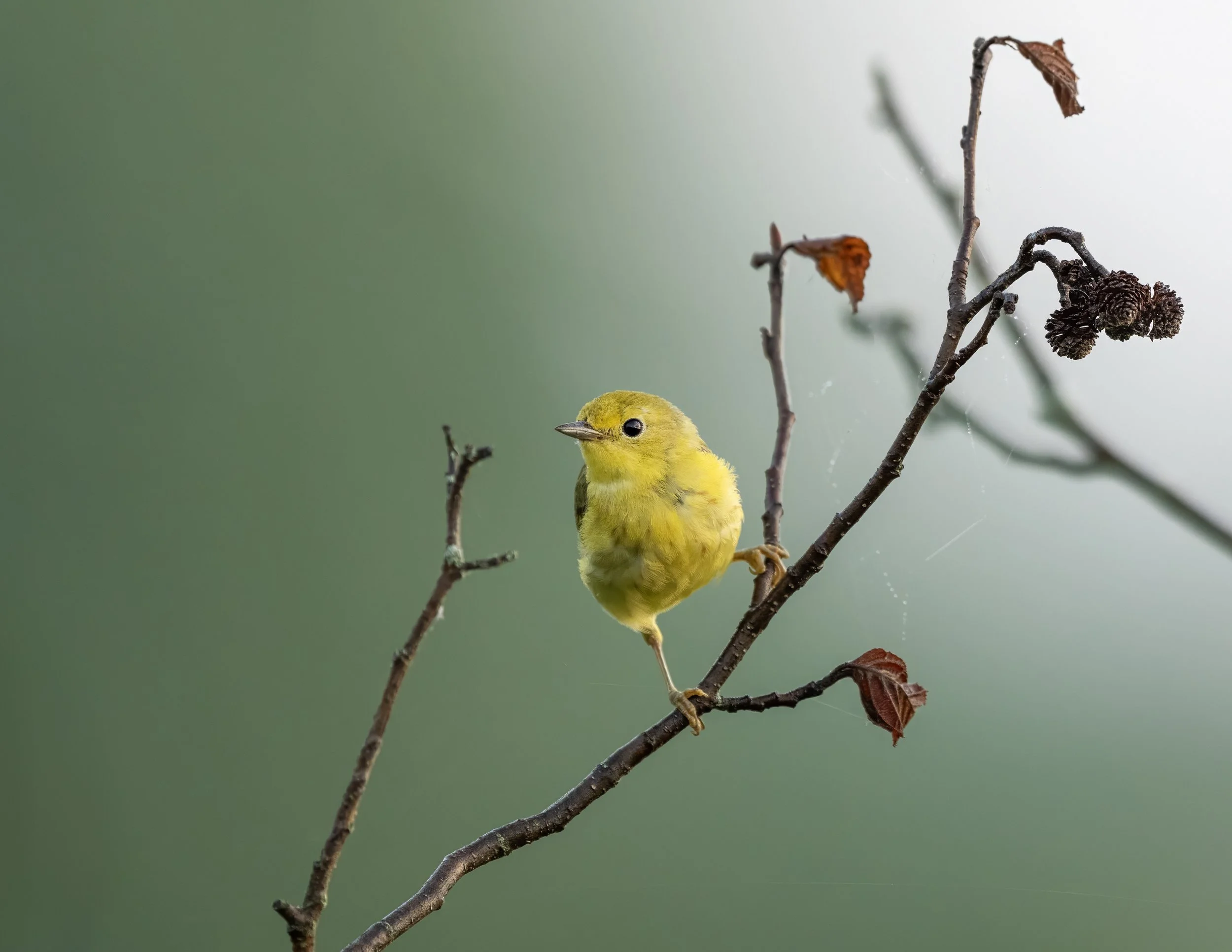 Paruline a calotte noire femelle2.jpg