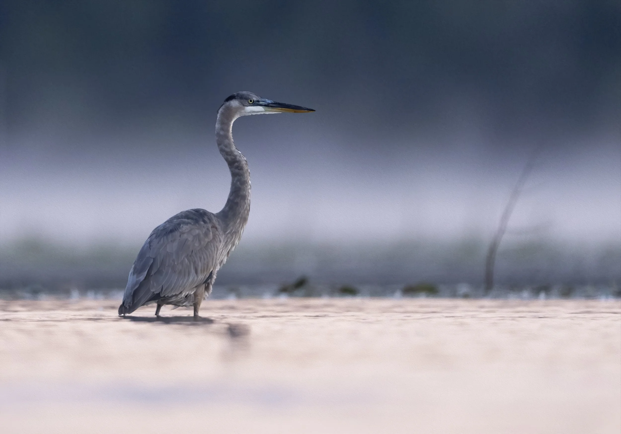 Héron3 gauche copie.jpg