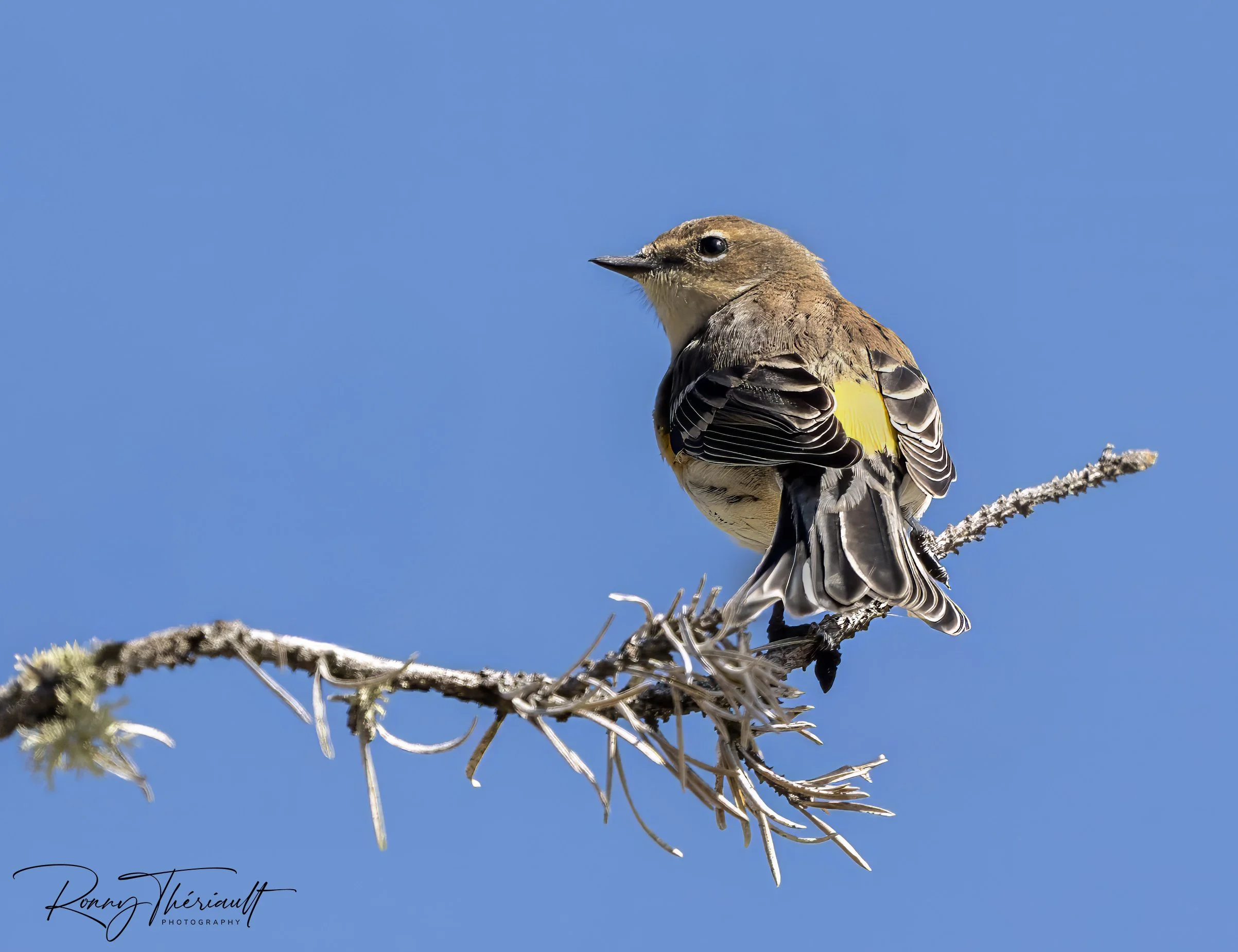 Paruline a croupion jaune.jpg