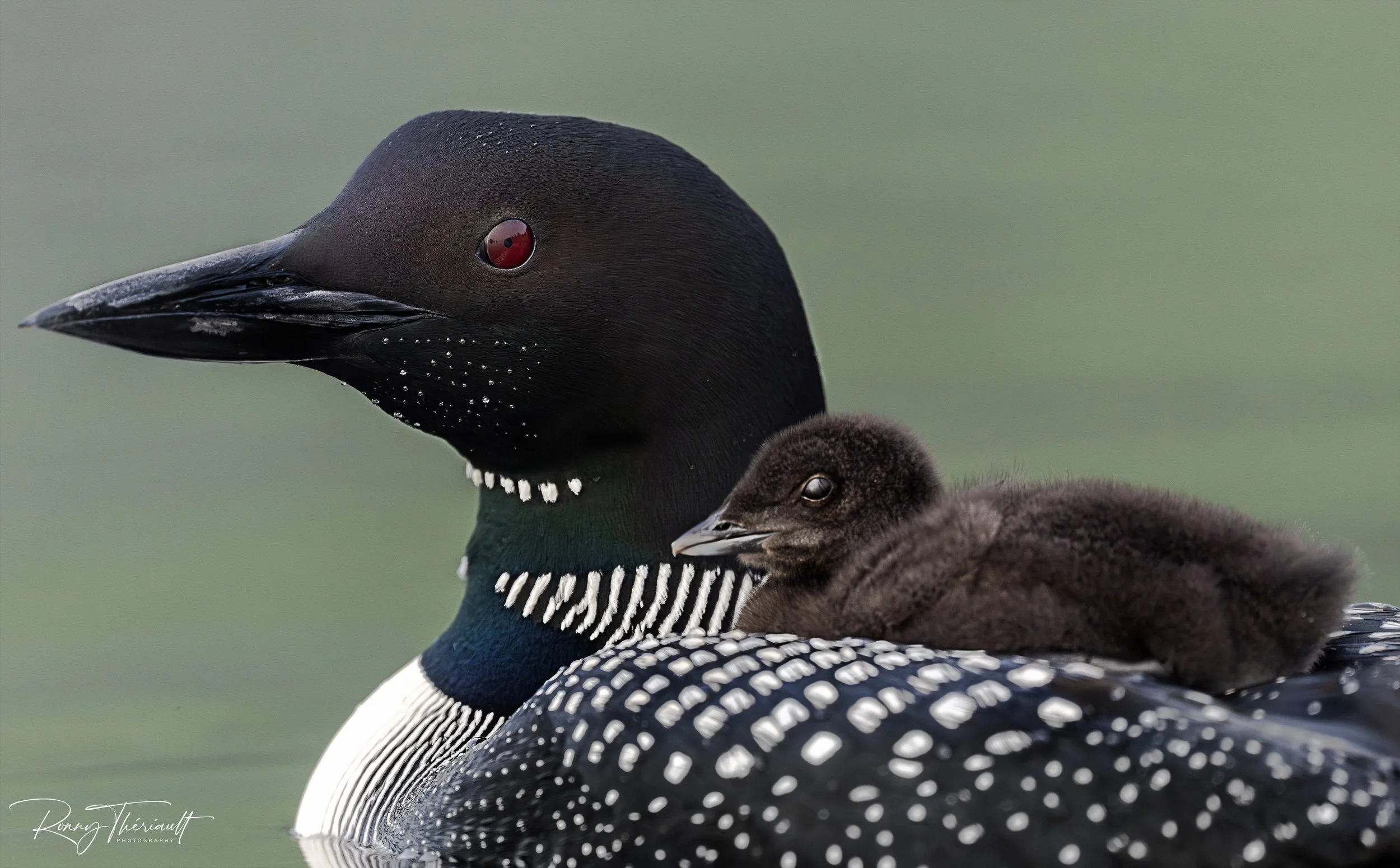 Huard maman et bébé2.jpg