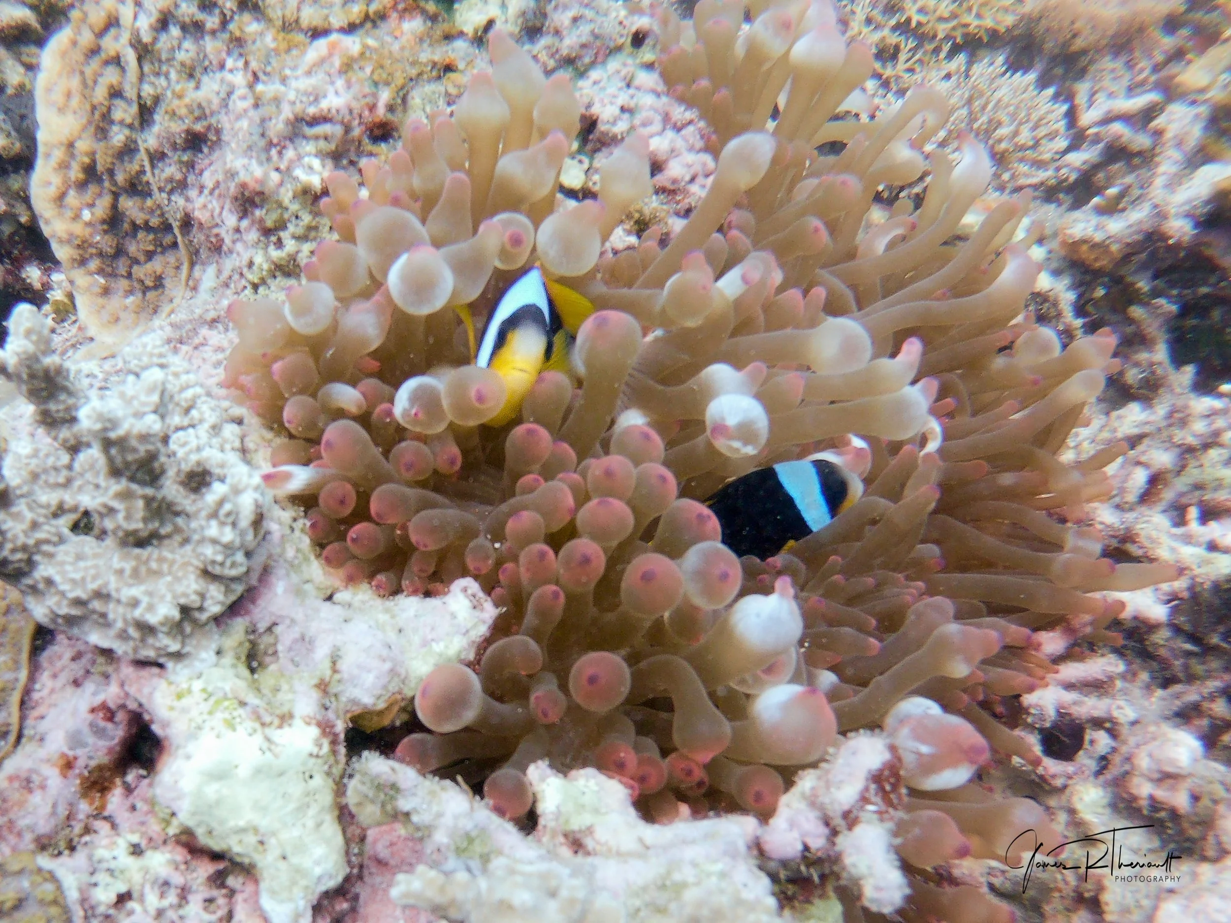 clown fish.jpg