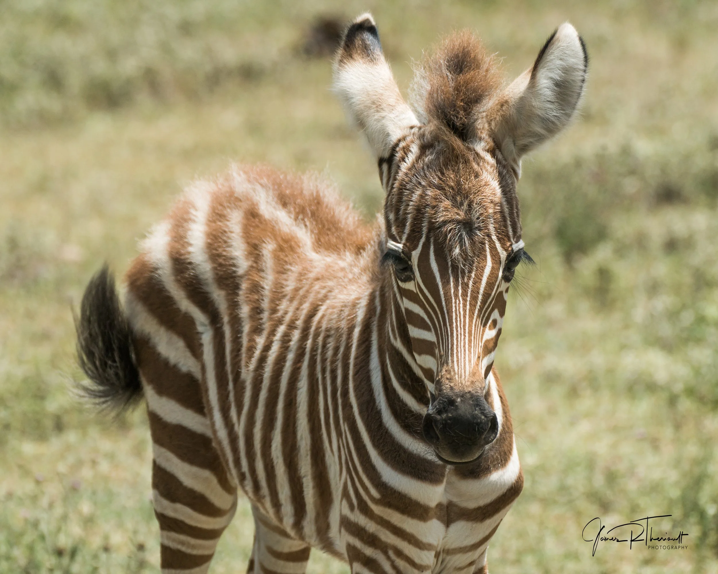 Bébé zèbre1.jpg