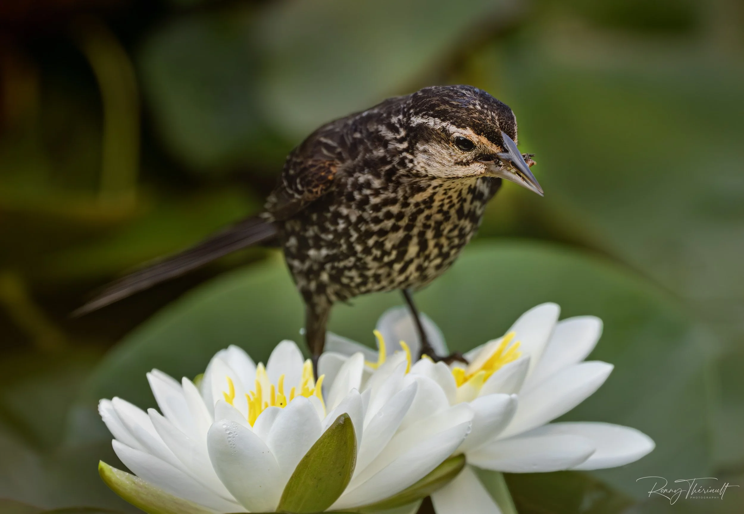 Carouge sur nenuphars.jpg