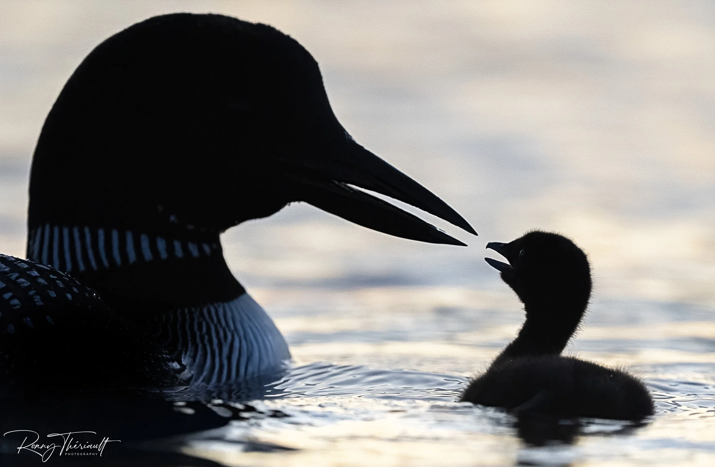 Huard maman et bébé6.jpg