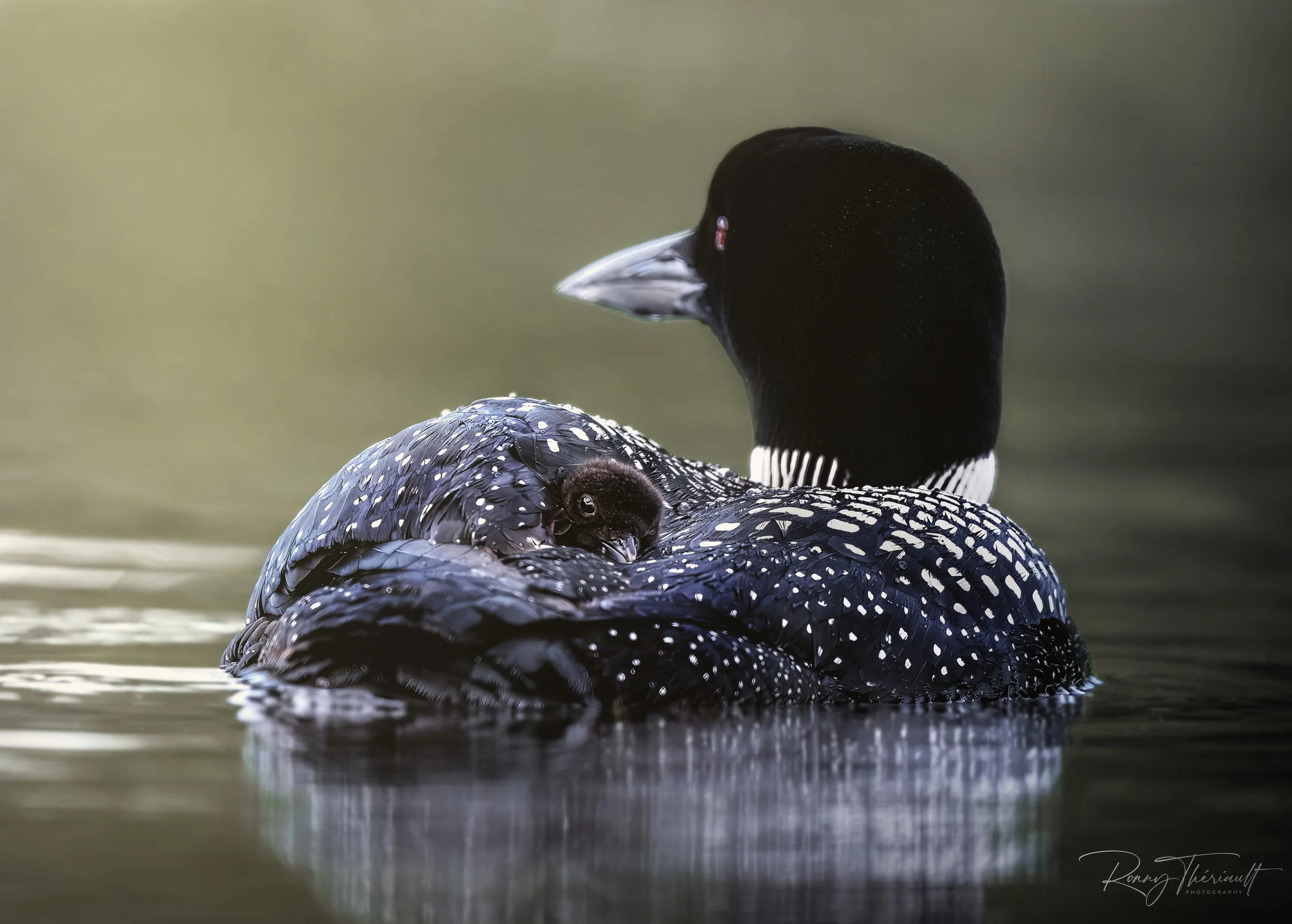 Huard maman et bébé4.jpg