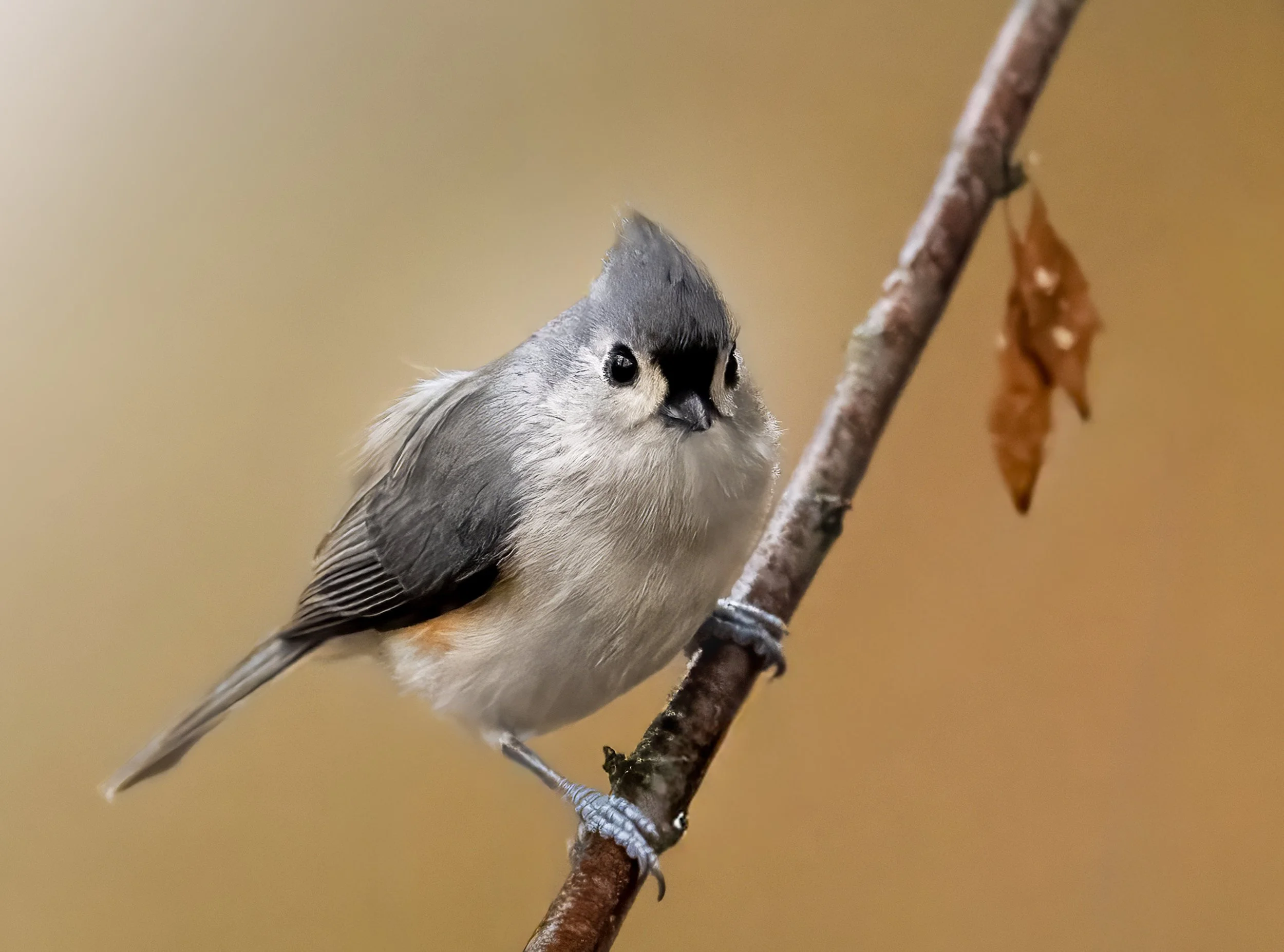 Mésange bicolore6 copie.jpg