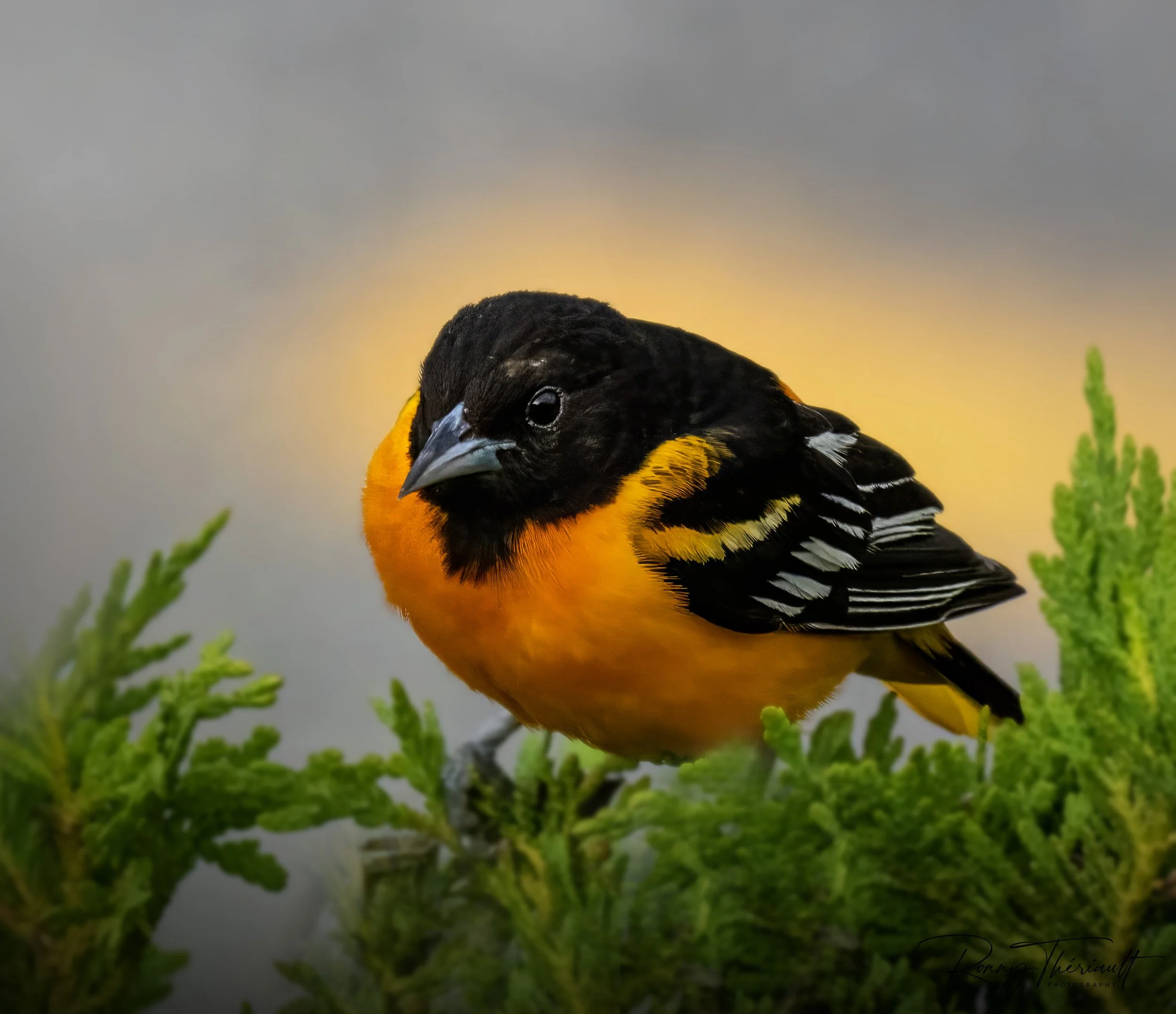 Oriole de Baltimore2.jpg