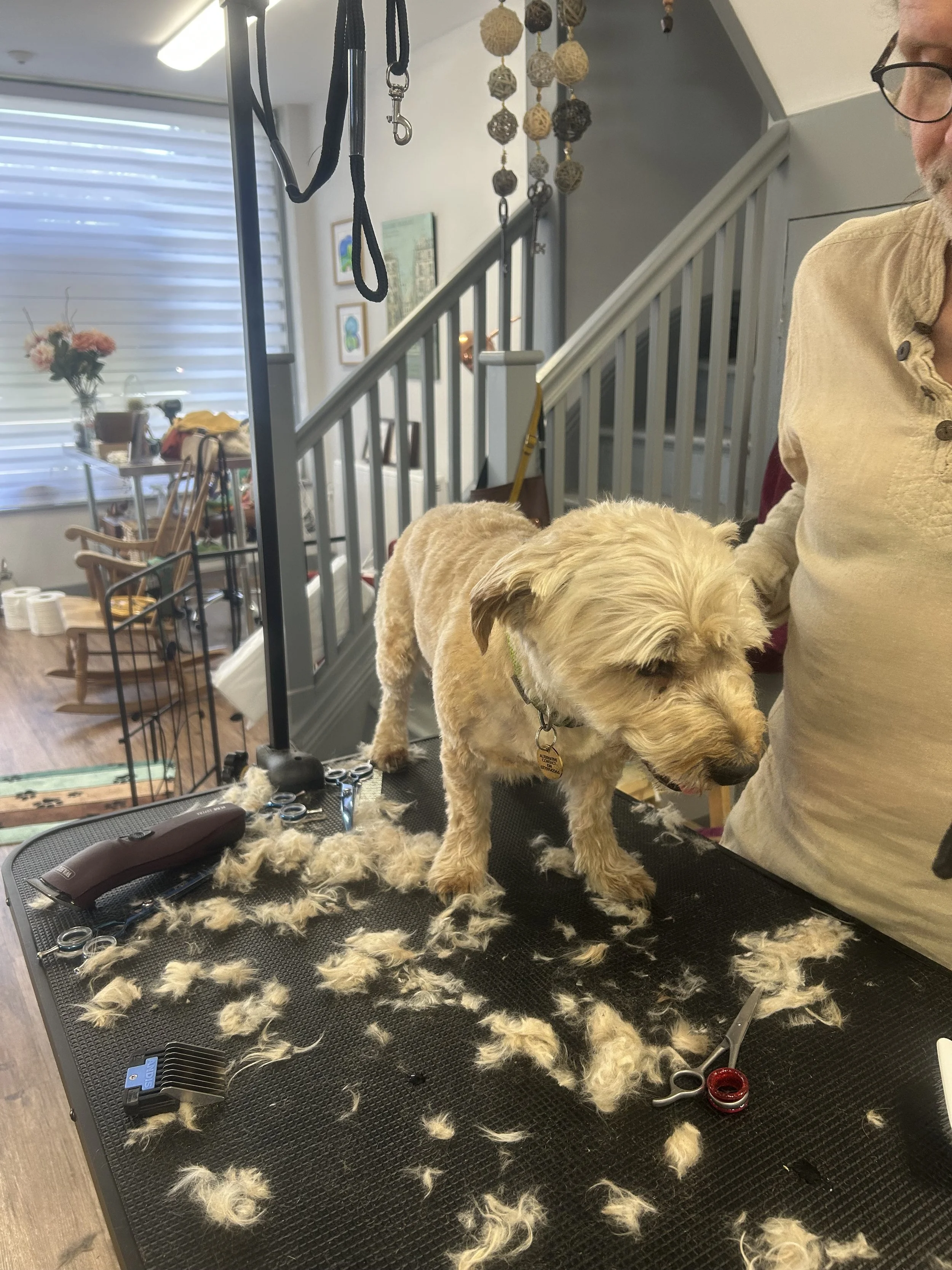 Nervous dog being groomed with its owner’s help