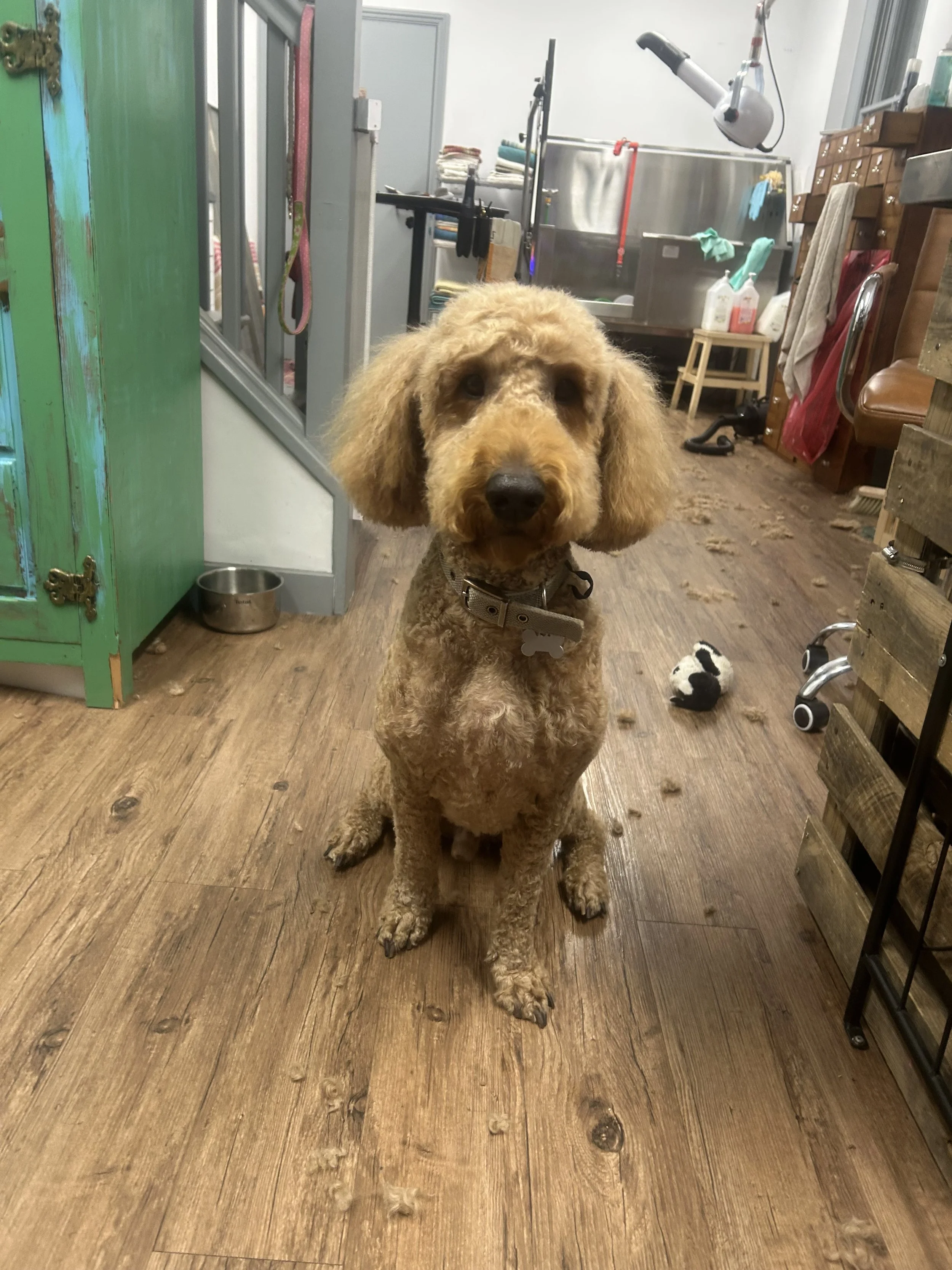 Large dog after being groomed
