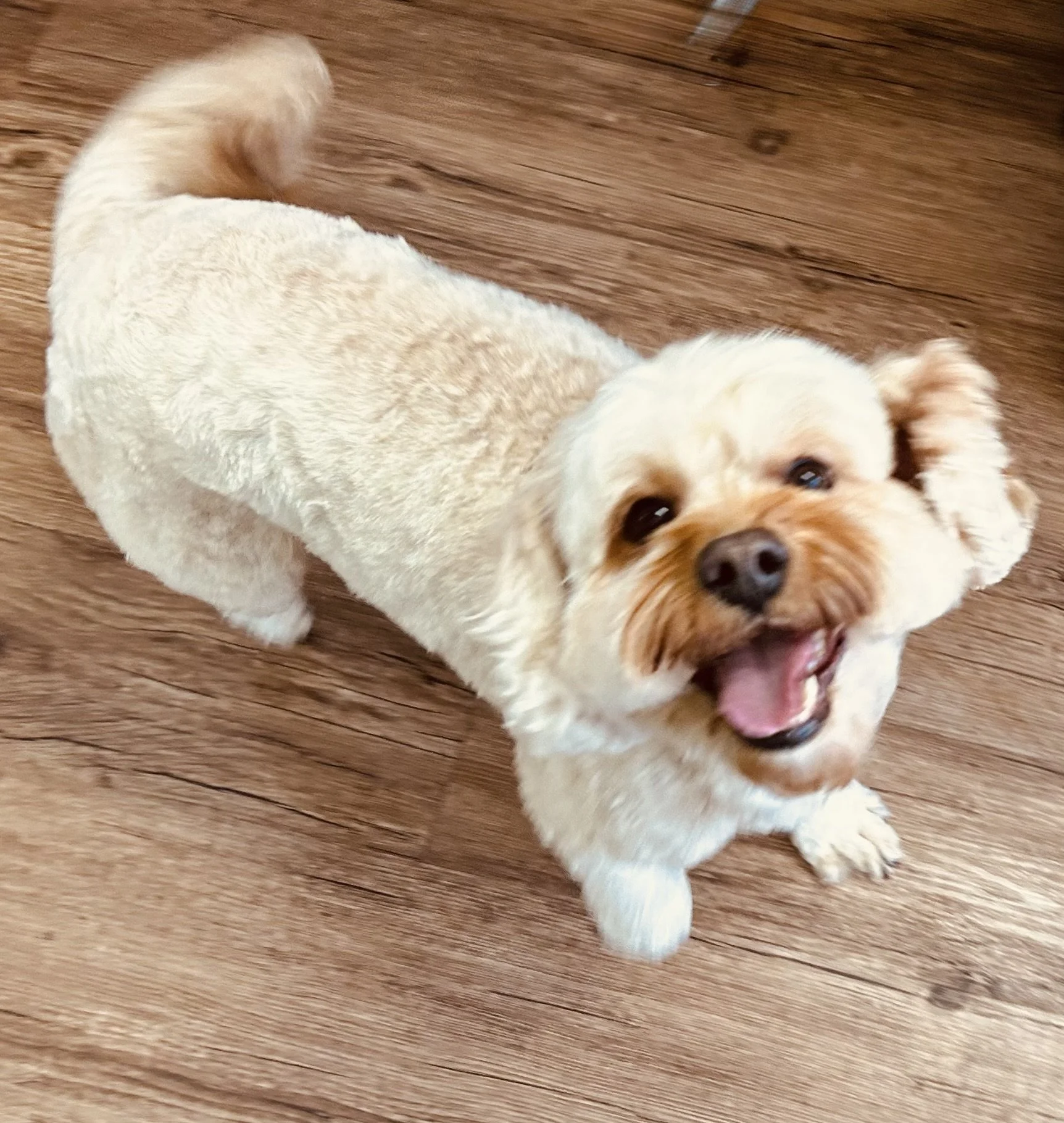 A recent groomed happy dog