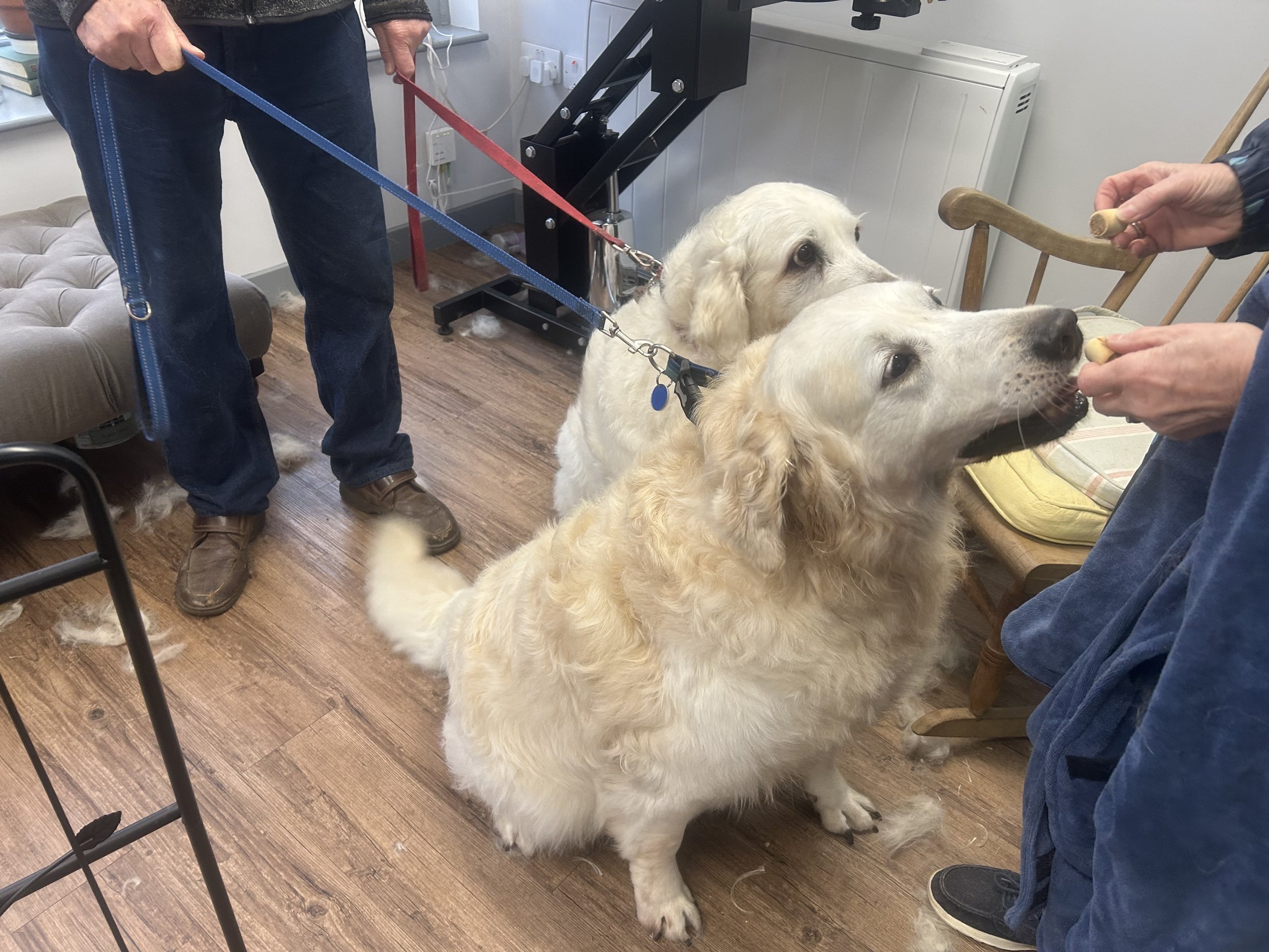 Well groomed Golden Retriever dog,dog grooming,Thames Ditton