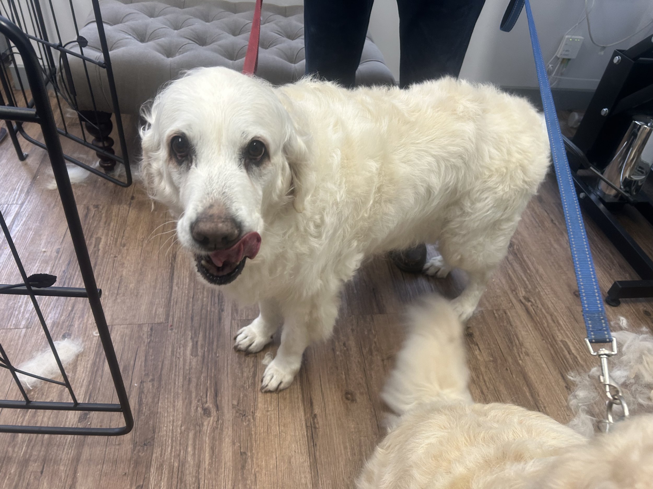 A happy white, fluffy dog with floppy ears, standing on a wooden floor inside a pet store. The dog has a pink tongue slightly out and is on a blue leash held by a person. There is a metal cage and a gray cushioned pet bed in the background.