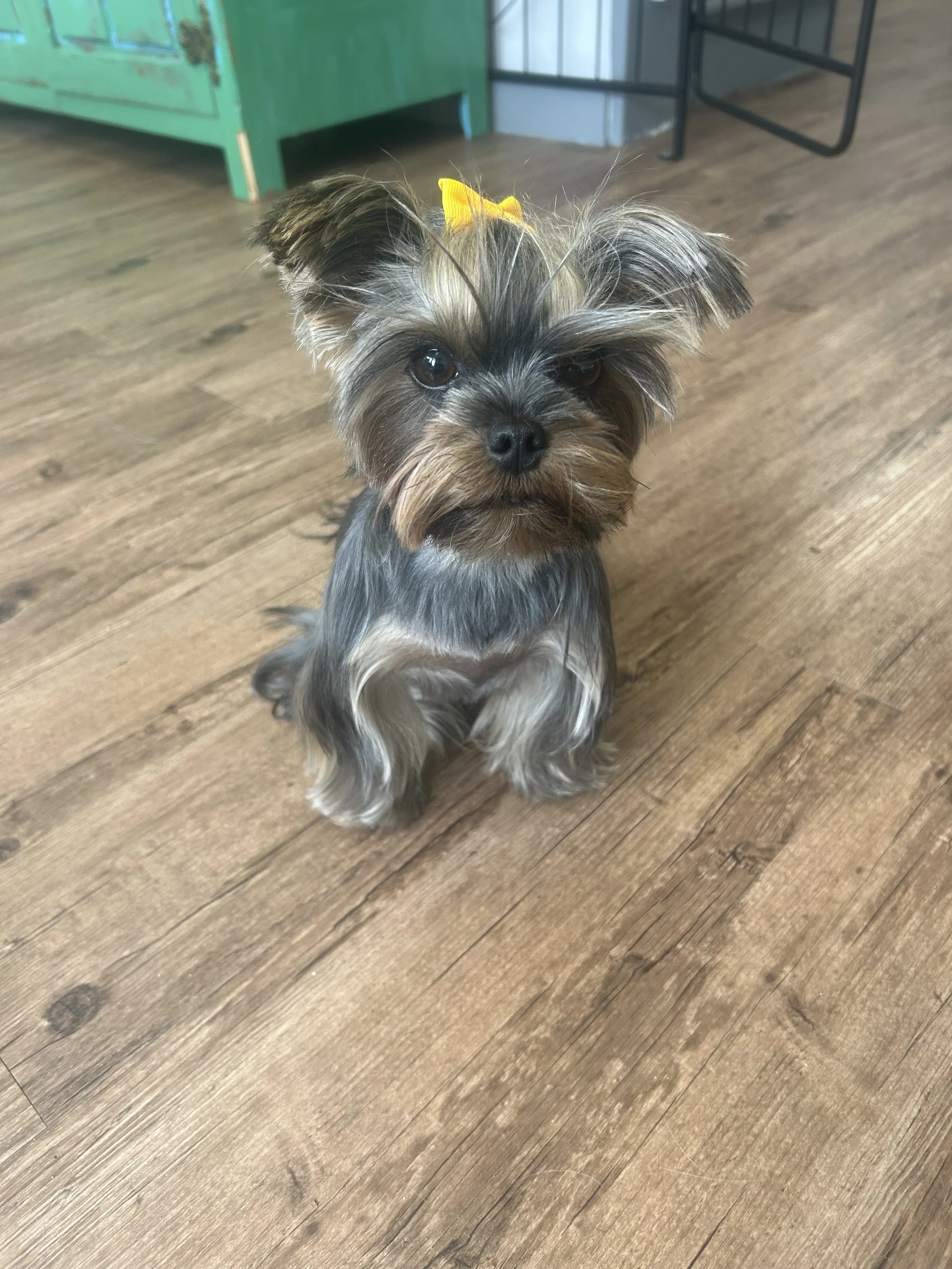 Well groomed Yorkshire terrier